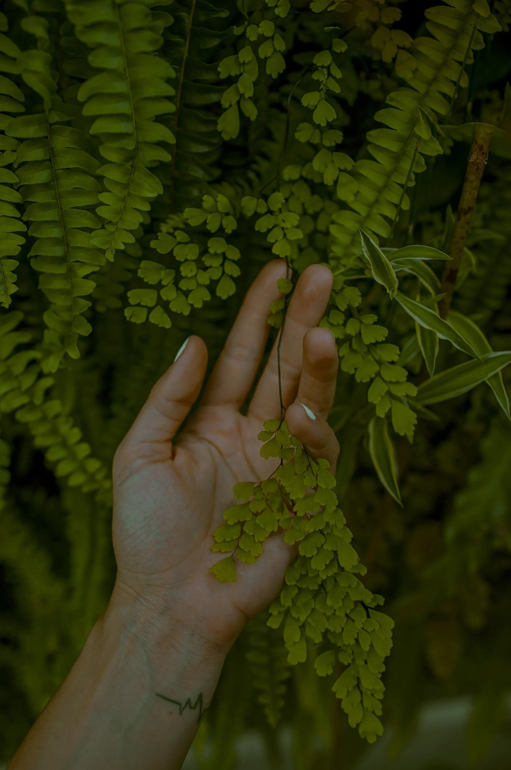 A person's hand with a small tattoo on the wrist holding a sprig of green fern surrounded by other lush green plants and leaves.