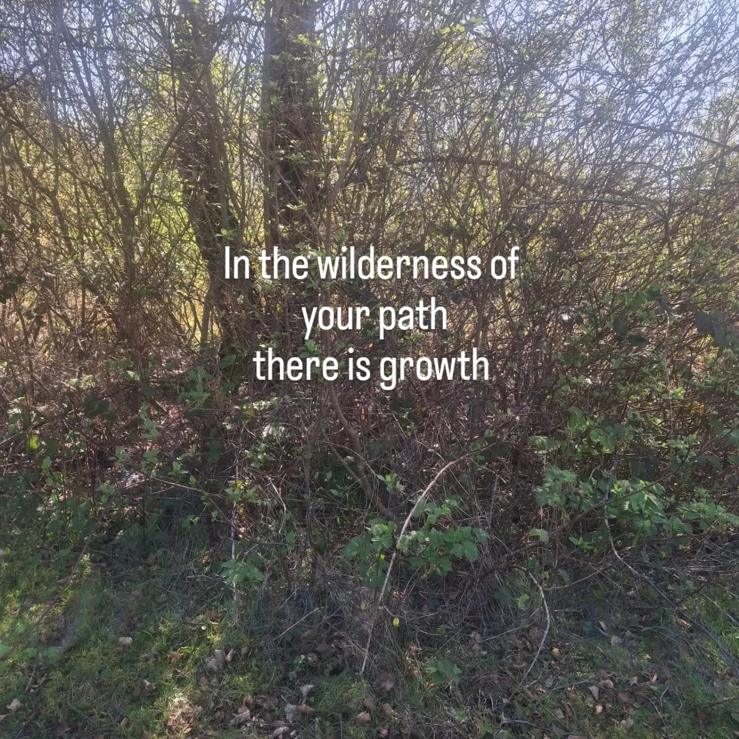 💫Growth happens when pressure is present. In your wildest path, remember how you are growing. You are learning and shaping into a new way. You are healing.

#healingjourney