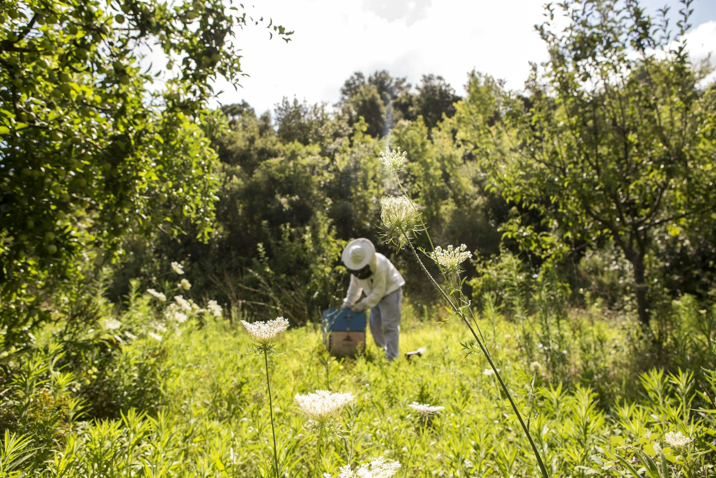 A person in a bee suit collecting honey from a beehive in a lush green field surrounded by wildflowers and trees on a sunny day.