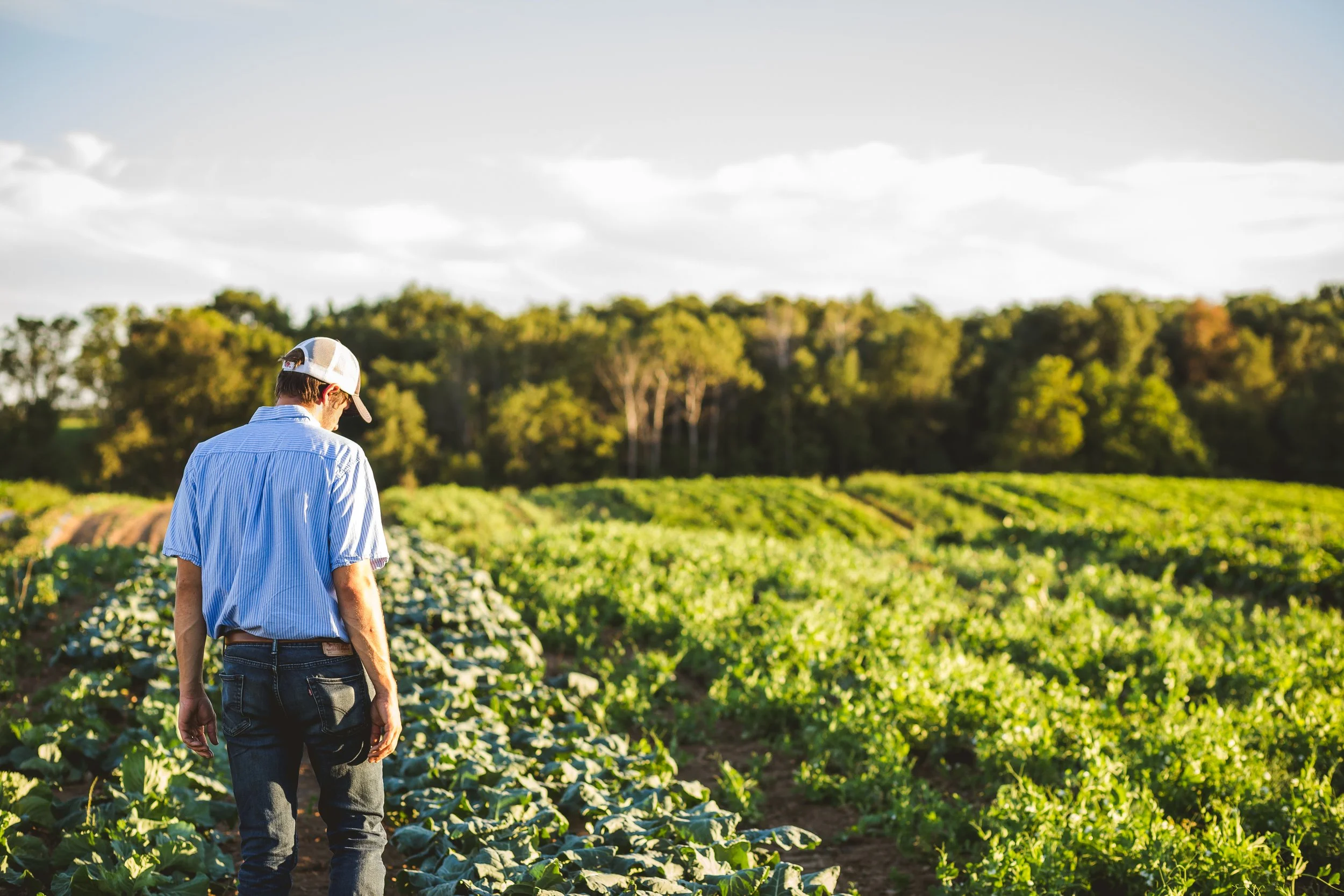 A man walking through a lush green farm field during daytime, wearing a blue striped shirt, jeans, and a baseball cap, with trees in the background.