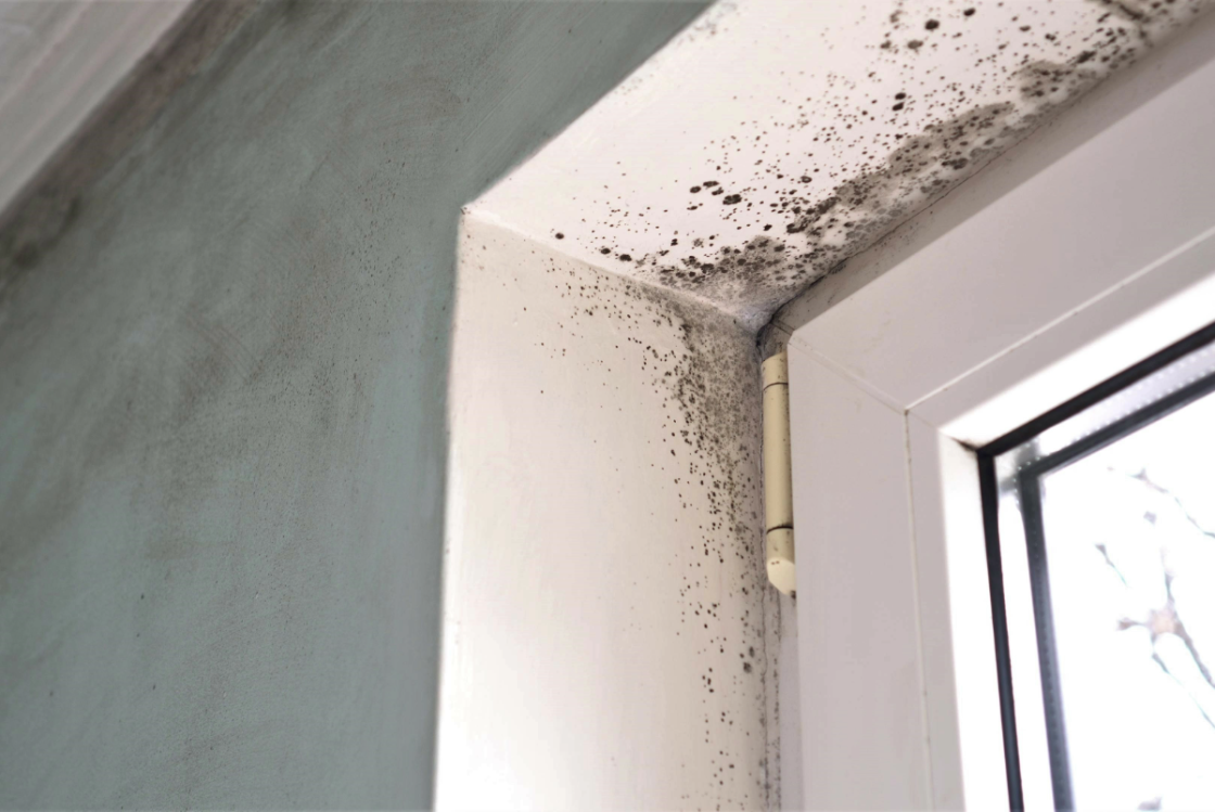 Will Home Insurance Cover Mold?