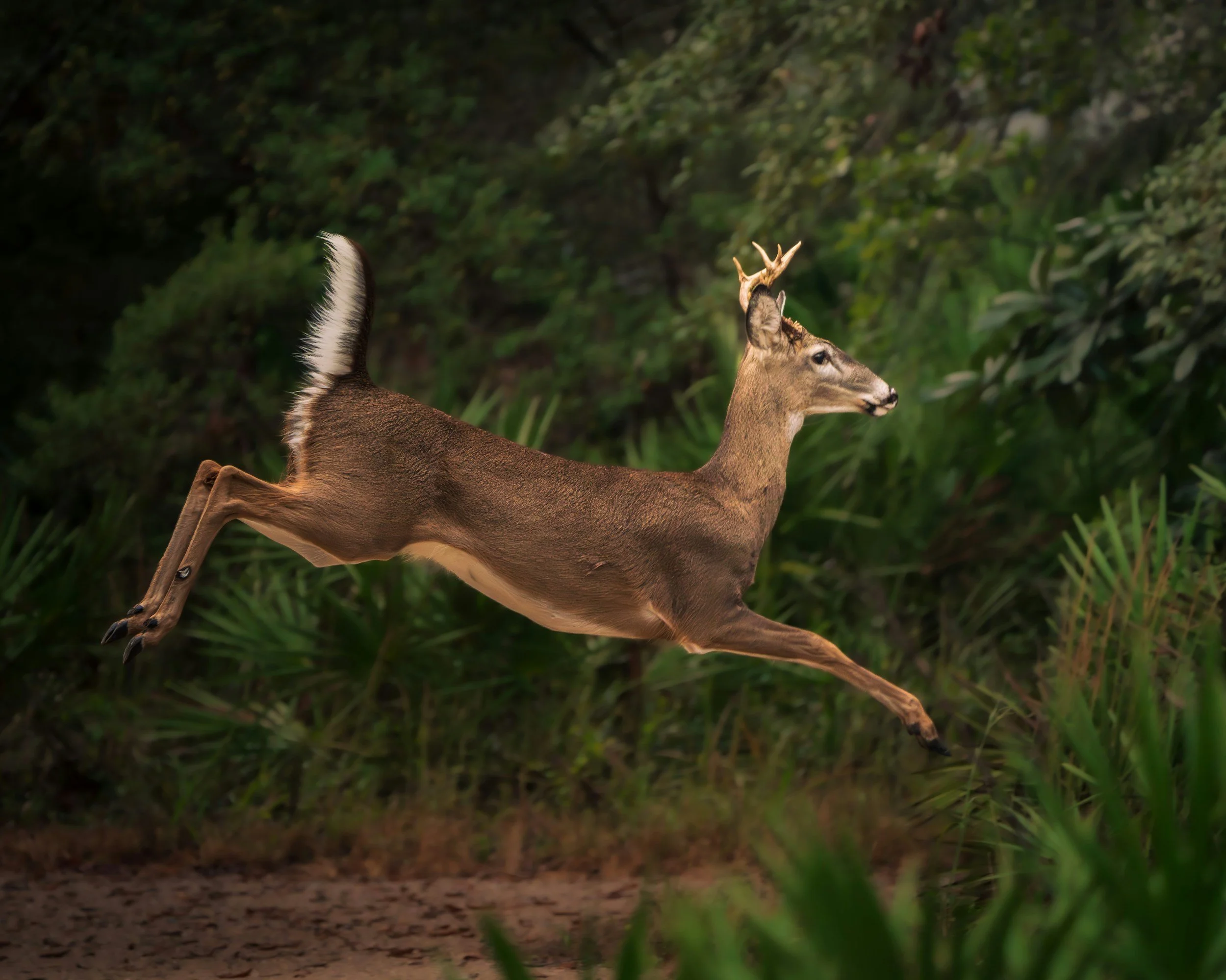 Do I need comprehensive coverage for deer damage?