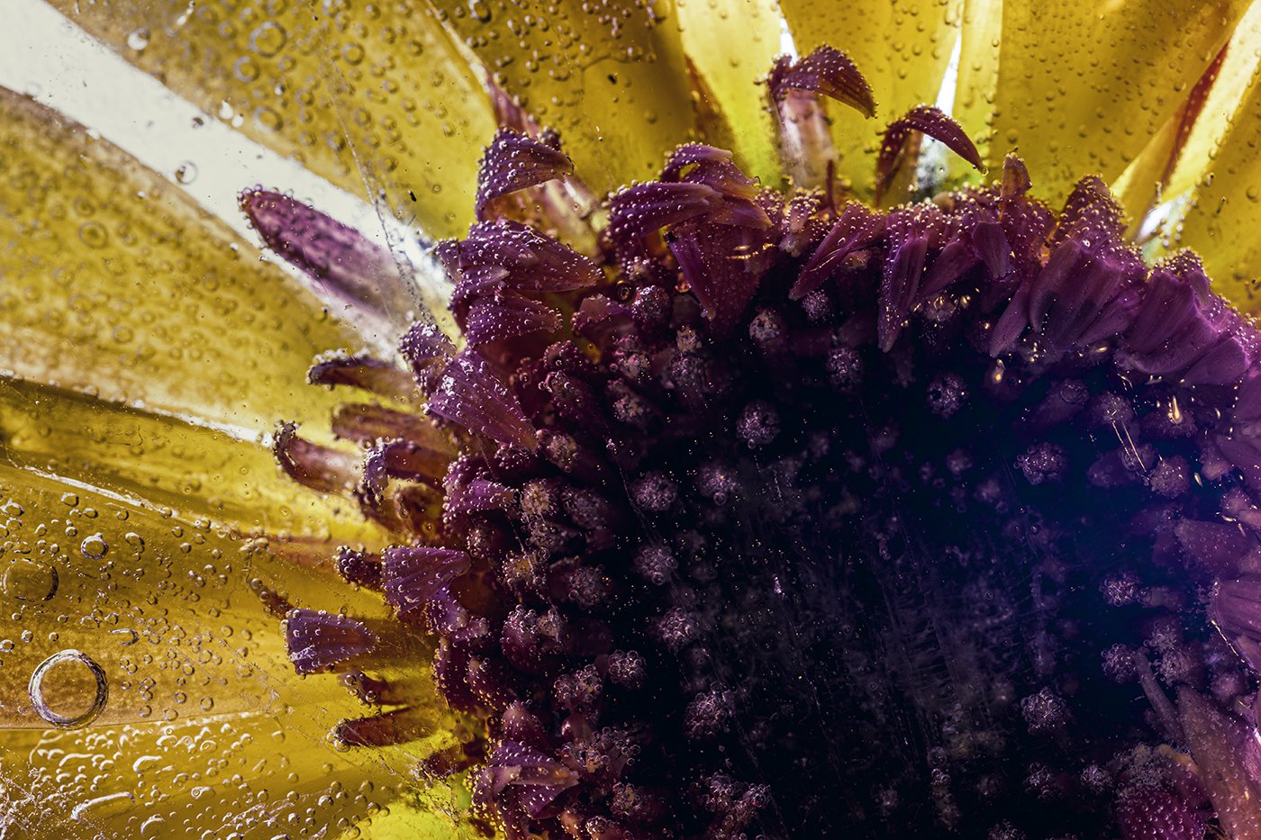 Close-up of a frozen sunflower's center with purple and yellow petals covered in tiny water droplets.