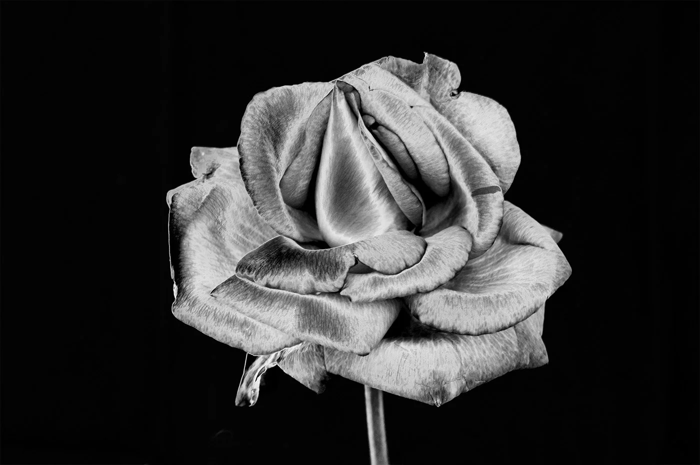 Black and white close-up of a wilted rose with detailed petals, against a black background.