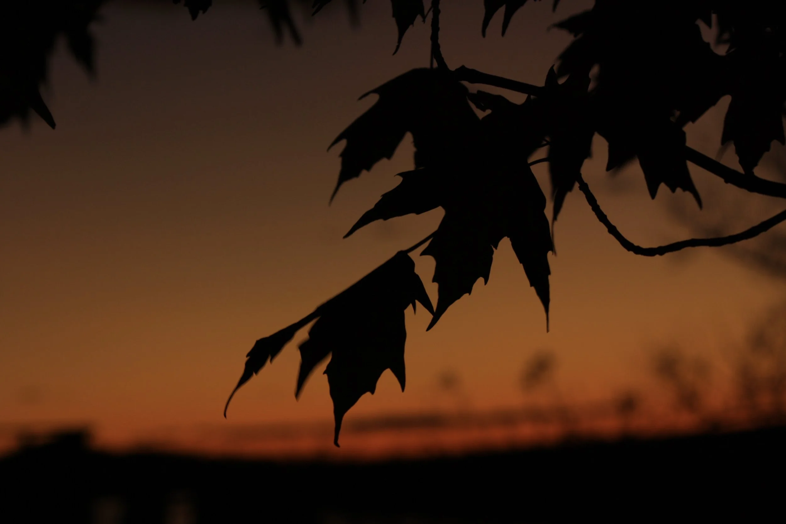 Silhouette of maple leaves hanging against a sunset or sunrise sky with orange and purple hues.