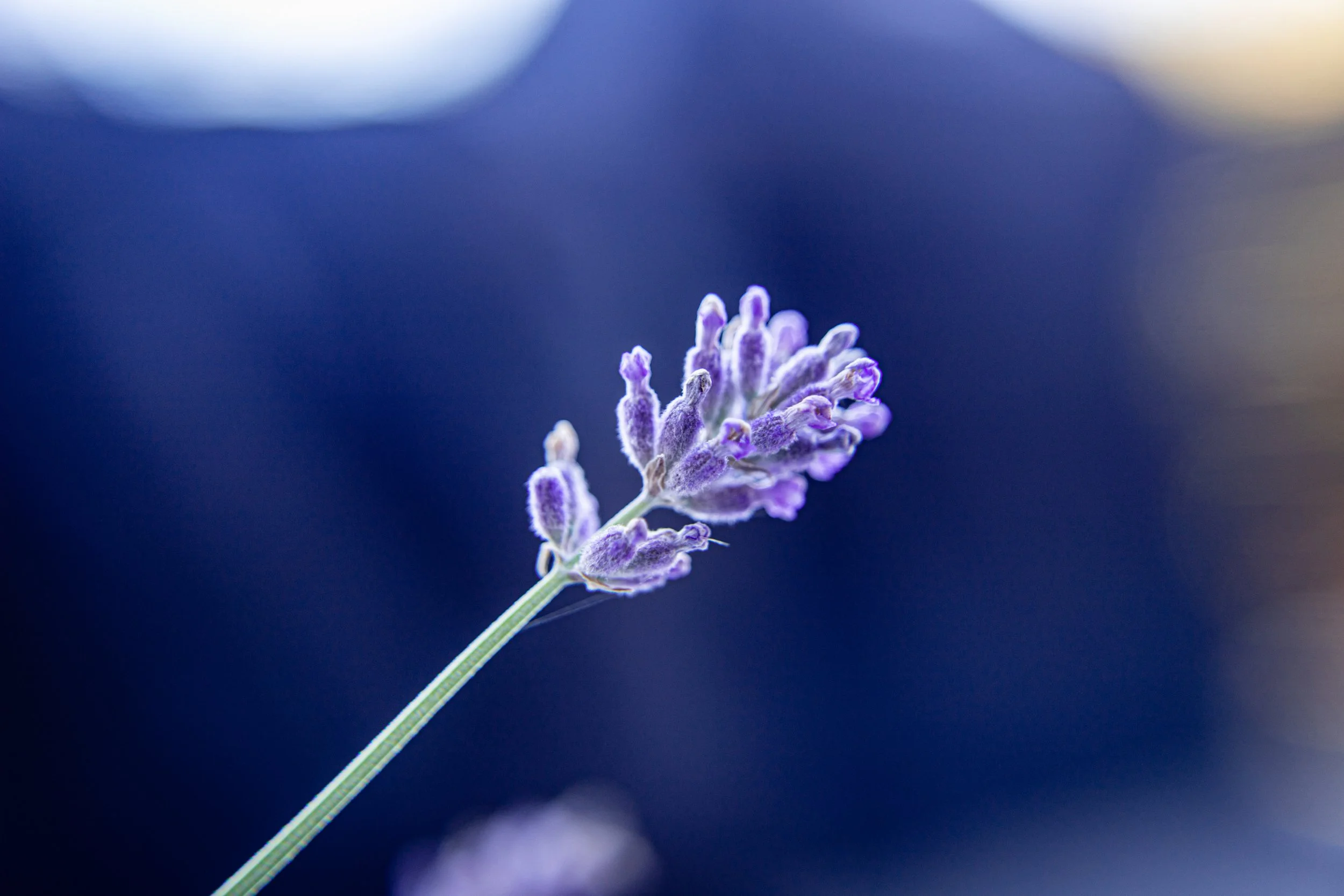 Close-up of a lavender flower with purple buds and green stem against a blurred dark blue background.