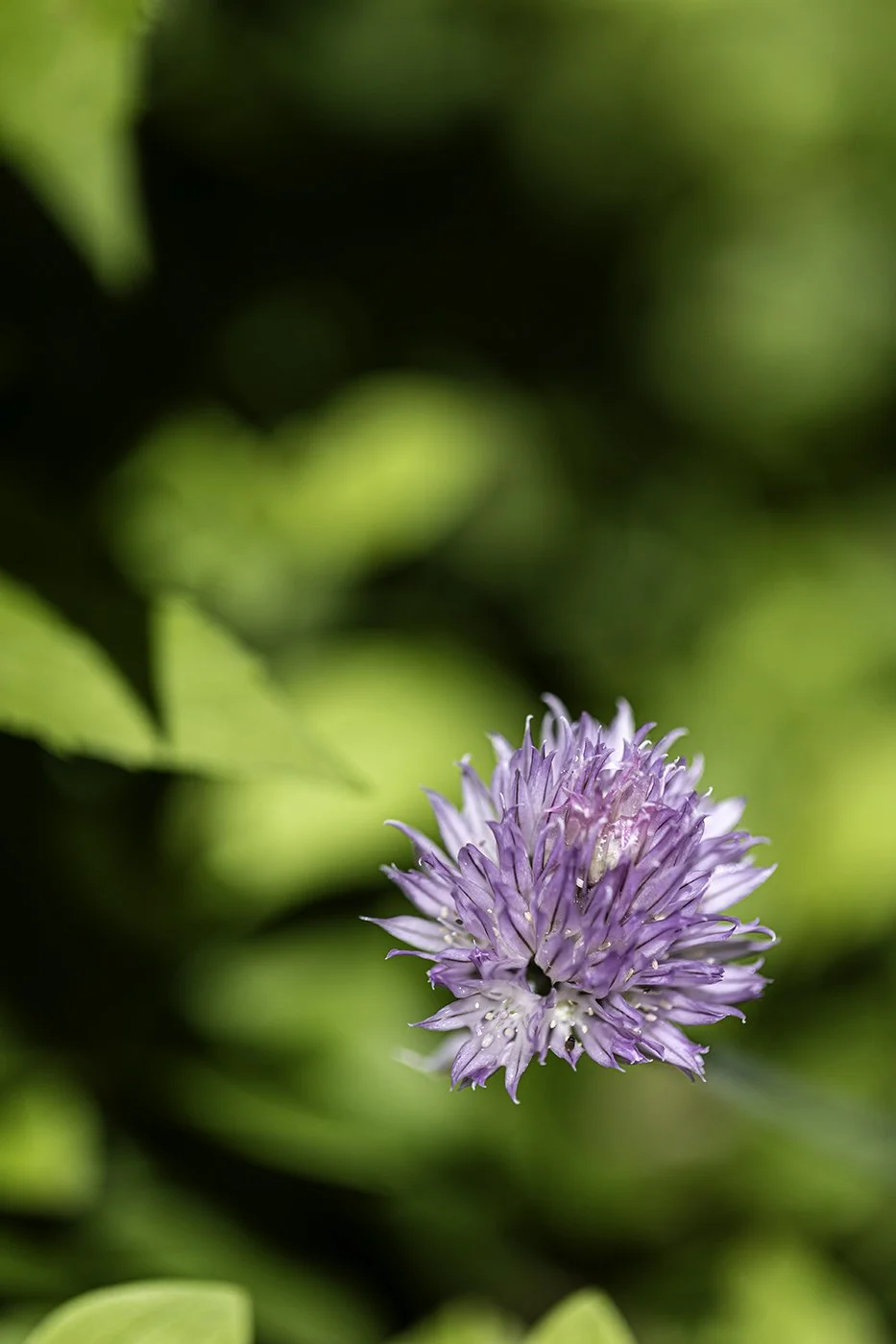 Close-up of a purple thistle flower surrounded by green leaves.