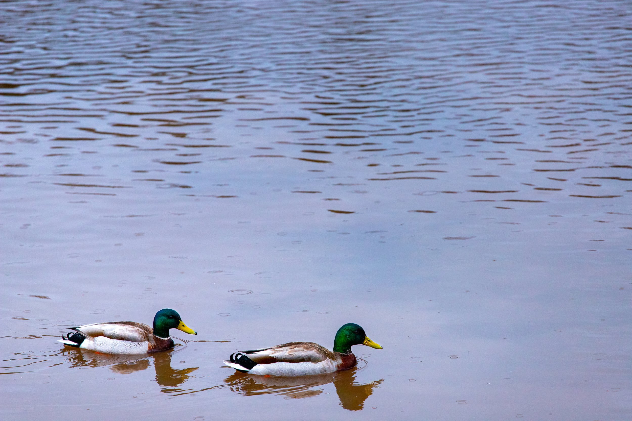 Two mallard ducks swimming in a calm body of water.