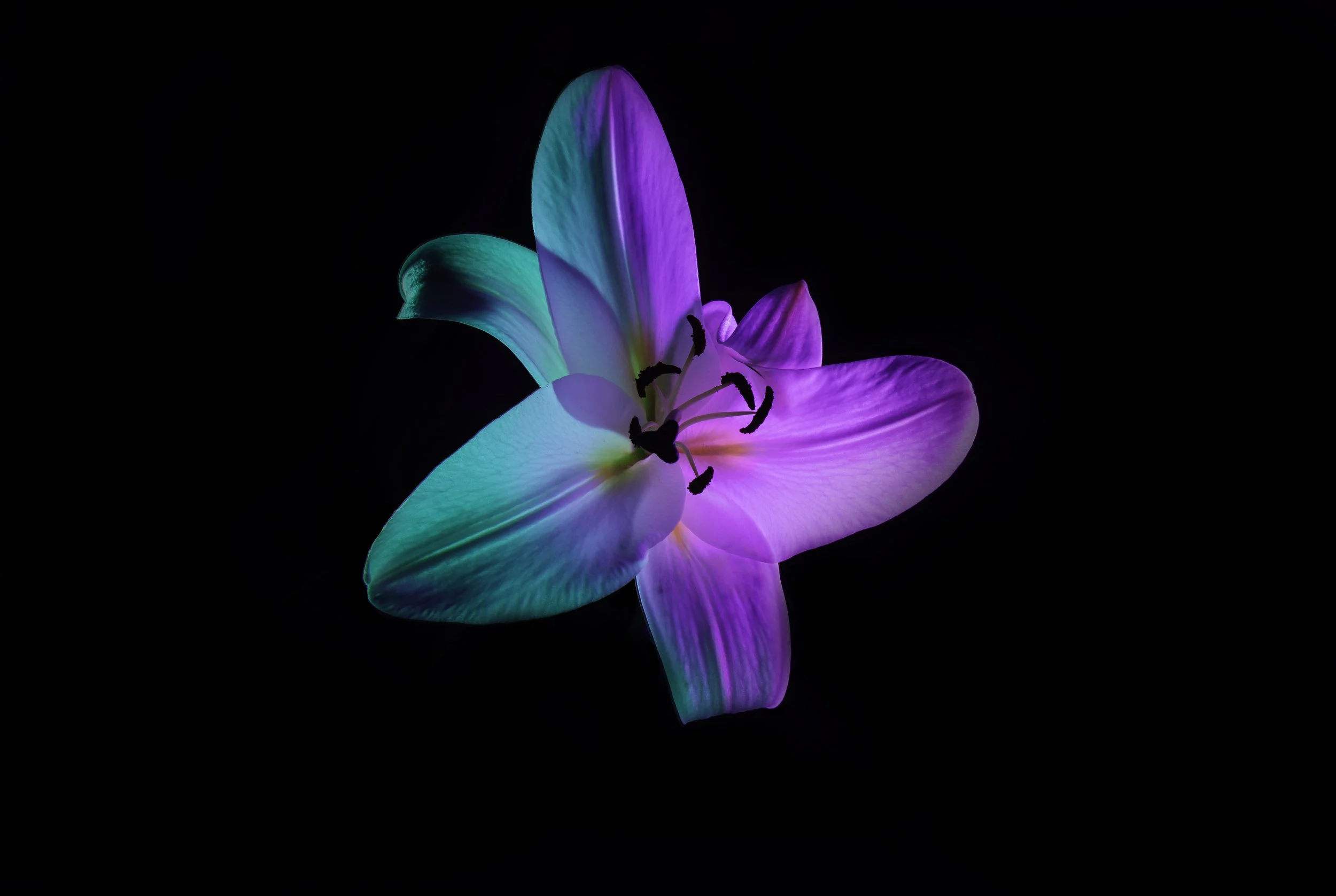 A brightly colored lily flower with shades of blue, purple, and pink, set against a black background.