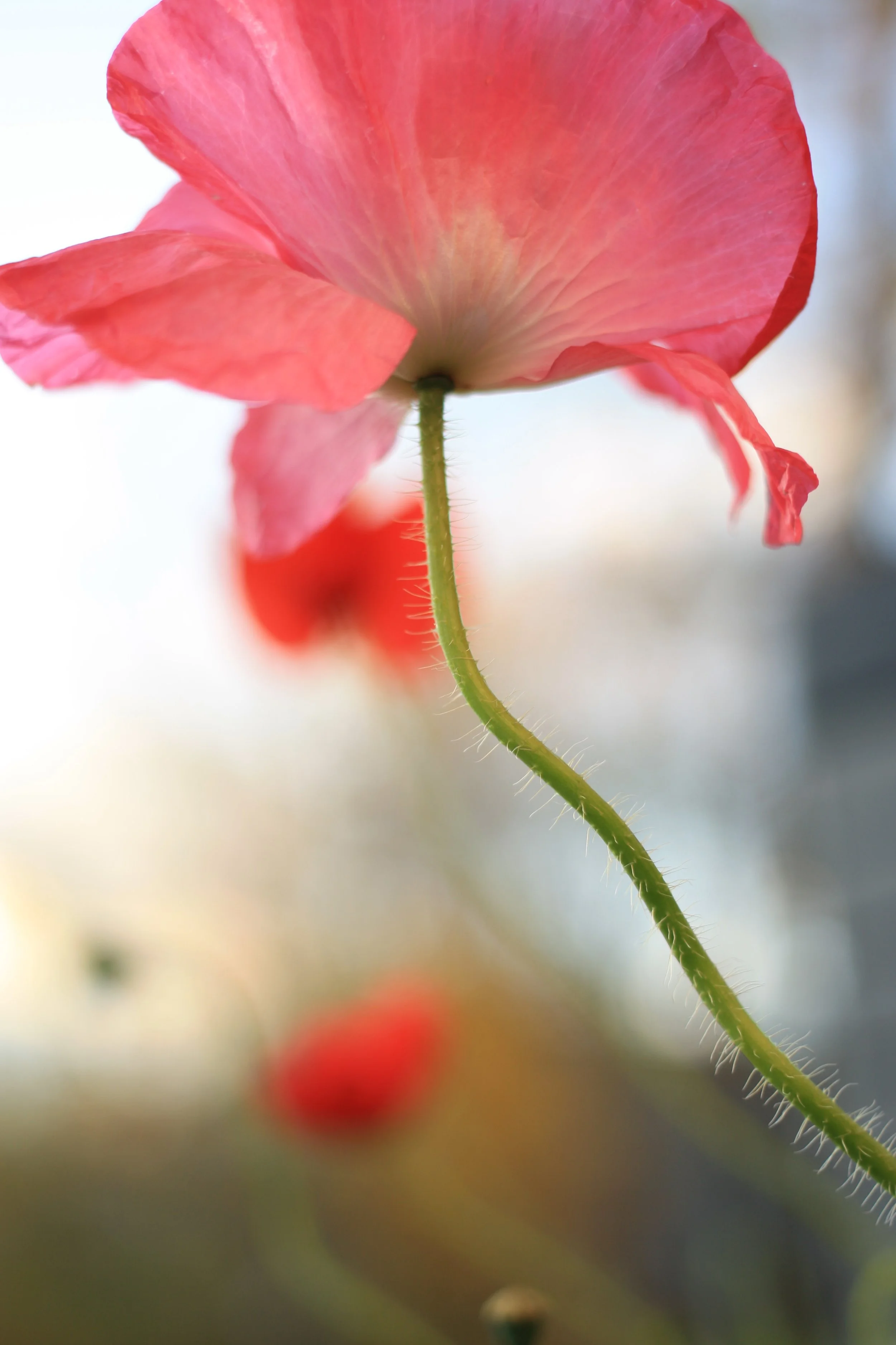 Close-up of a red flower with a curved green stem.