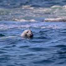 A harbor seal popping out of the water to see who is nearby.