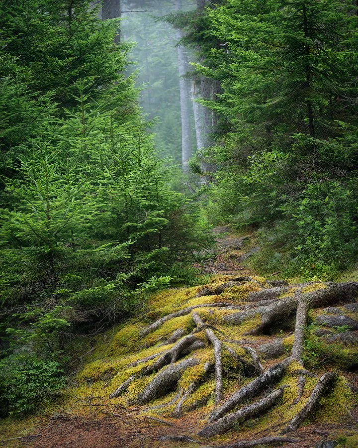 A lush green forest with moss-covered roots and tall coniferous trees, with mist in the background in Acadia National Park's Isle au Haut.