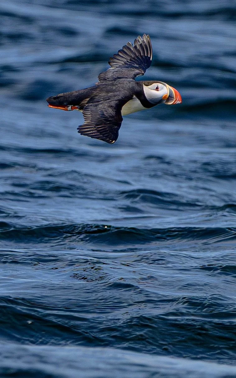 A puffin flying low over the ocean waves.
