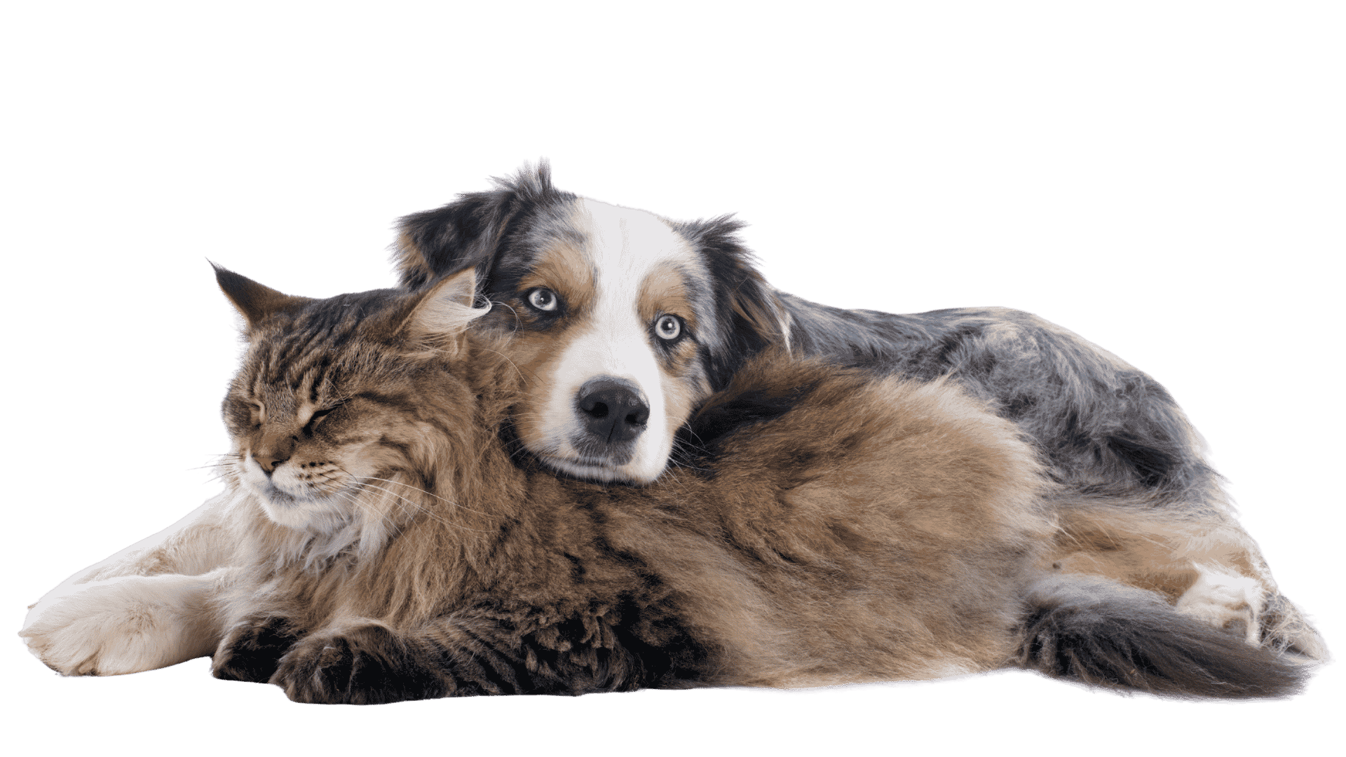 A dog and a cat resting together, with the dog’s head resting on the cat.