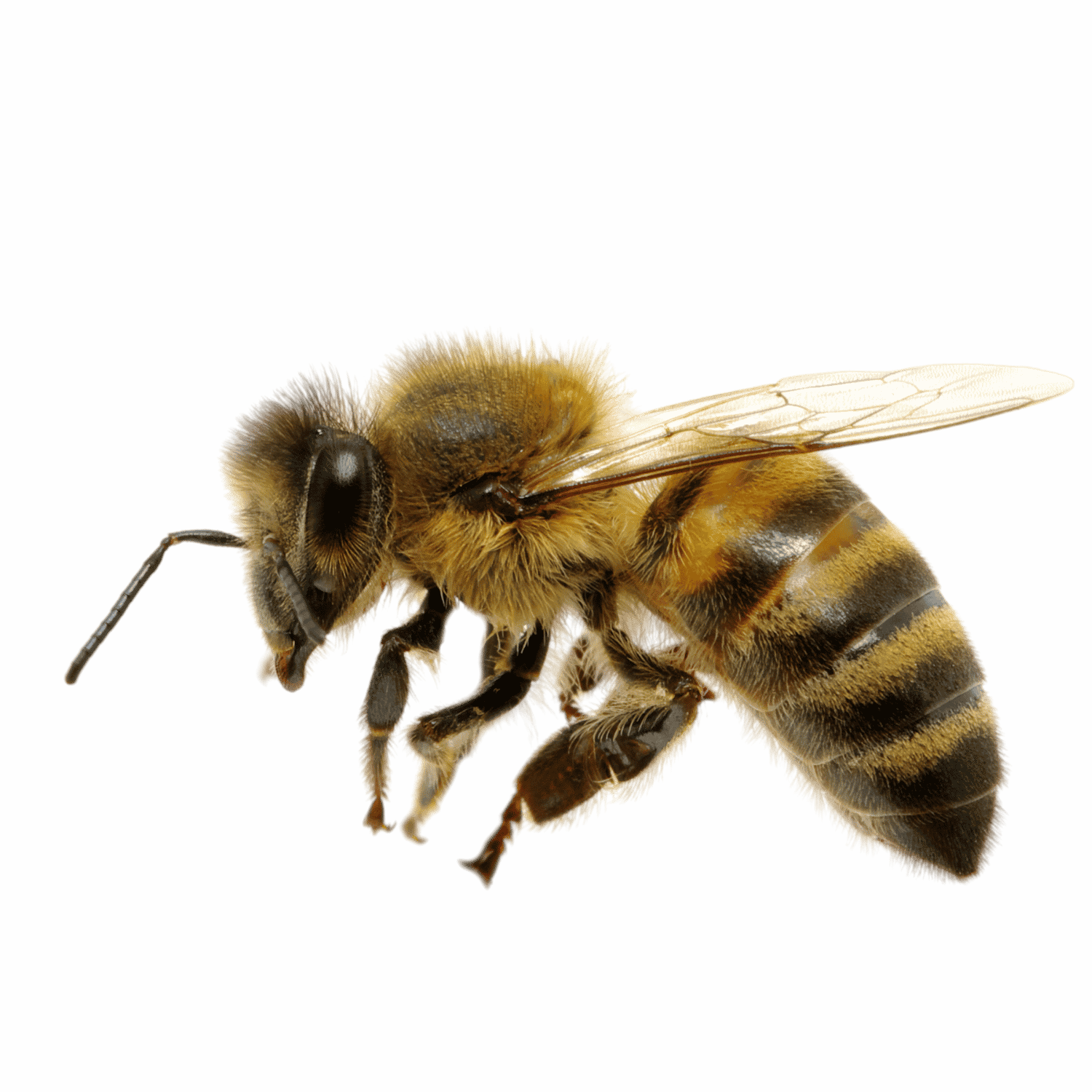 Close-up of a honeybee on a reflective surface with a gradient maroon background.