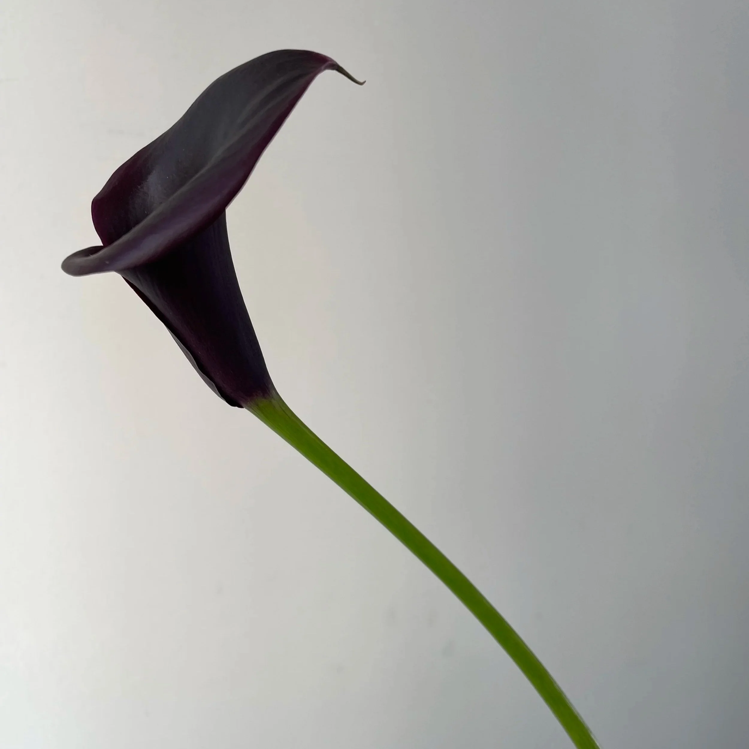 Geometric drawing of an outline square with sections divided by vertical, horizontal, and circle lines.