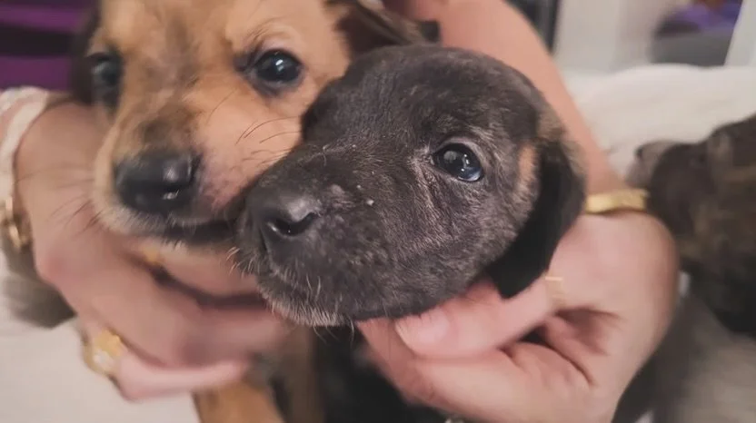 Home is more than a place, it&rsquo;s the feeling of safety, comfort, and belonging. That&rsquo;s why supporting organizations like @juliets_house feels especially meaningful to us.

Through their compassionate work, they provide vulnerable animals w