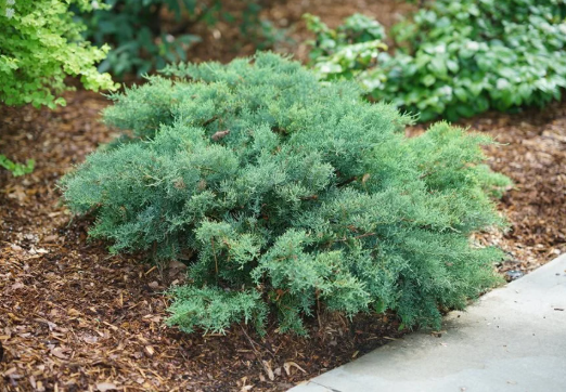 Rock Landscaping in Orem: Ideas for Water-Wise Yards