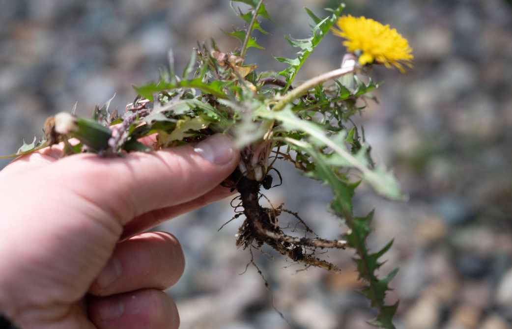 The Real Reason Weeds Keep Coming Back (And How to Actually Stop Them)