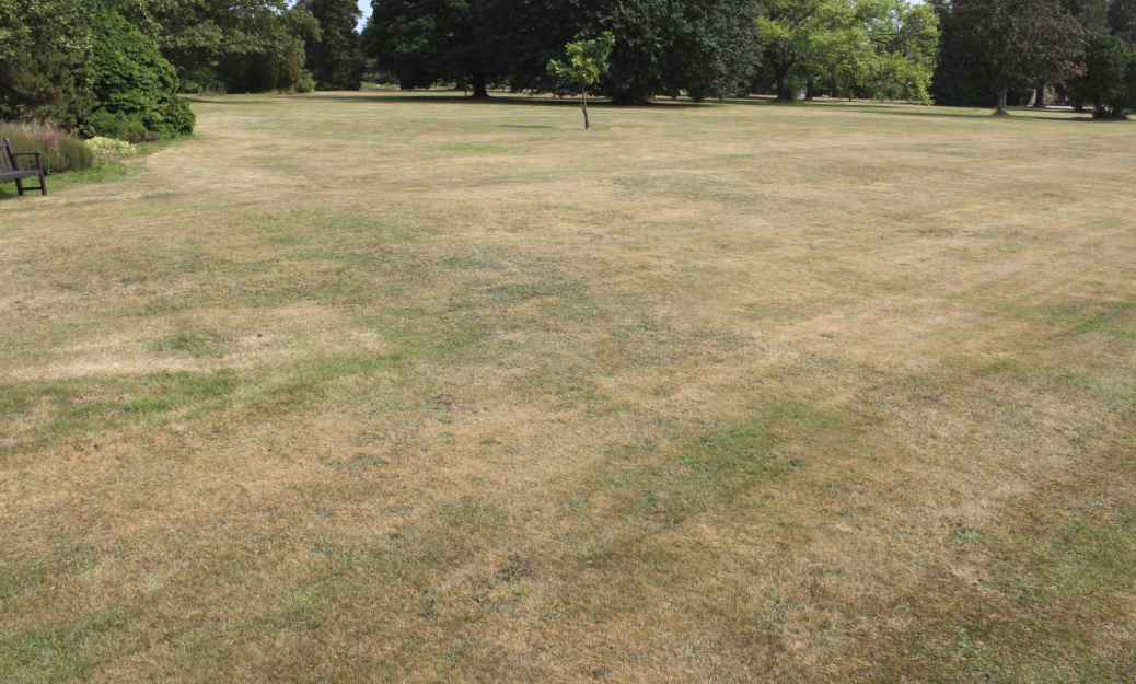Why Lawns Die in Utah Summers (And How to Keep Yours Alive)