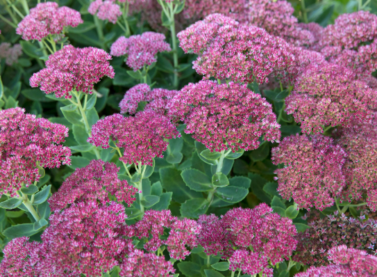 sedum and stone crop planted in a utah landscape