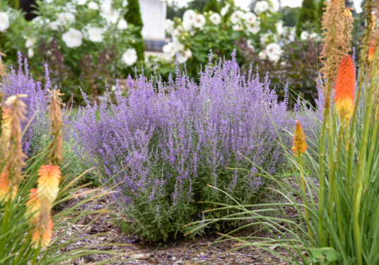 russian sage in  an american fork lawn