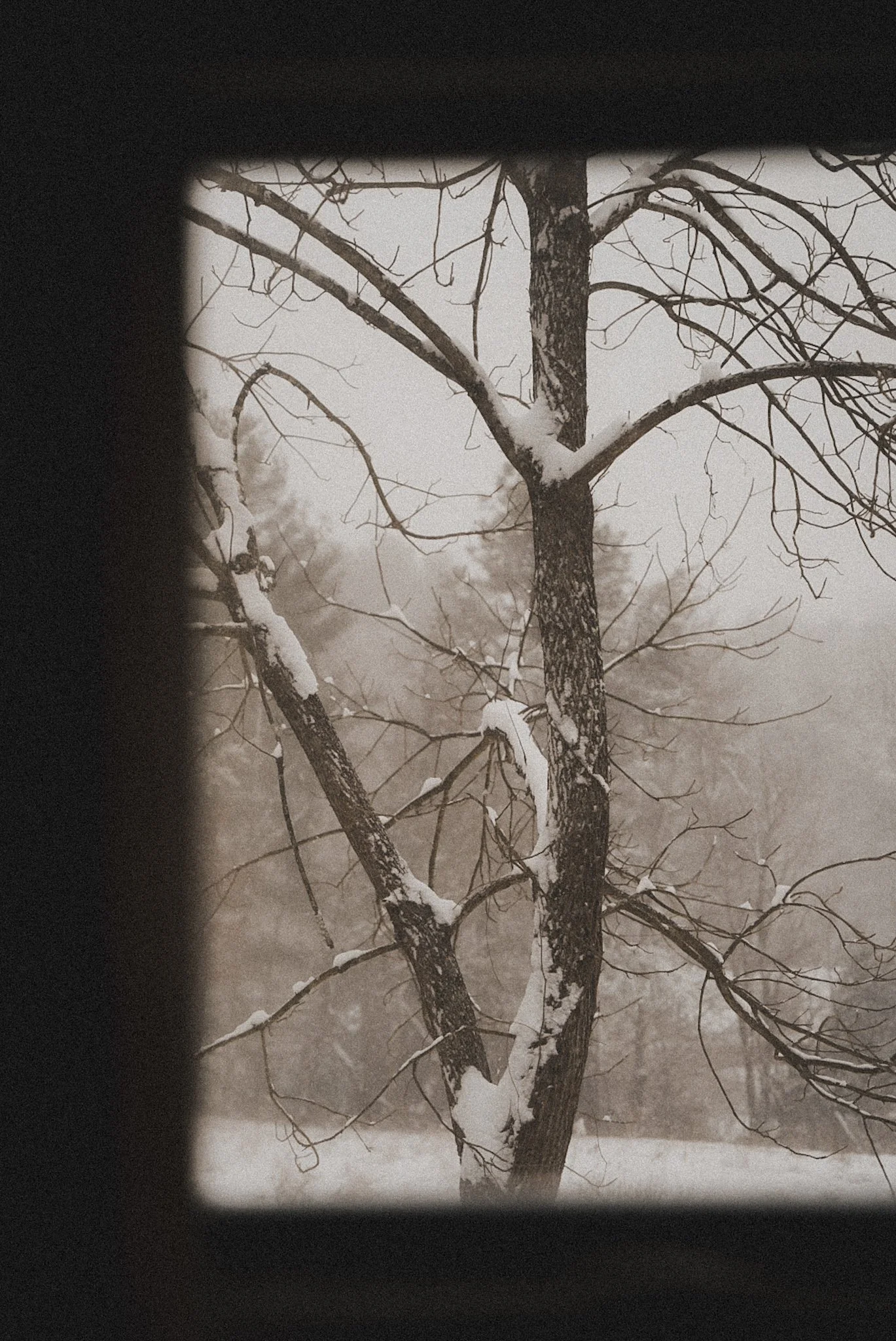 A snow-covered tree seen through a window with a frosted edge.