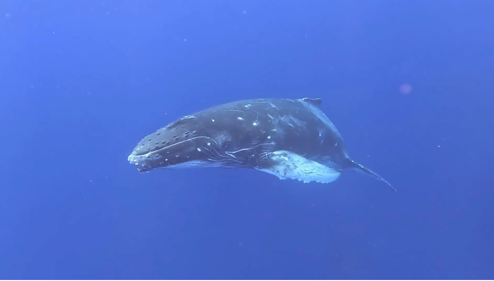 Watch: Whale calf rises to surface