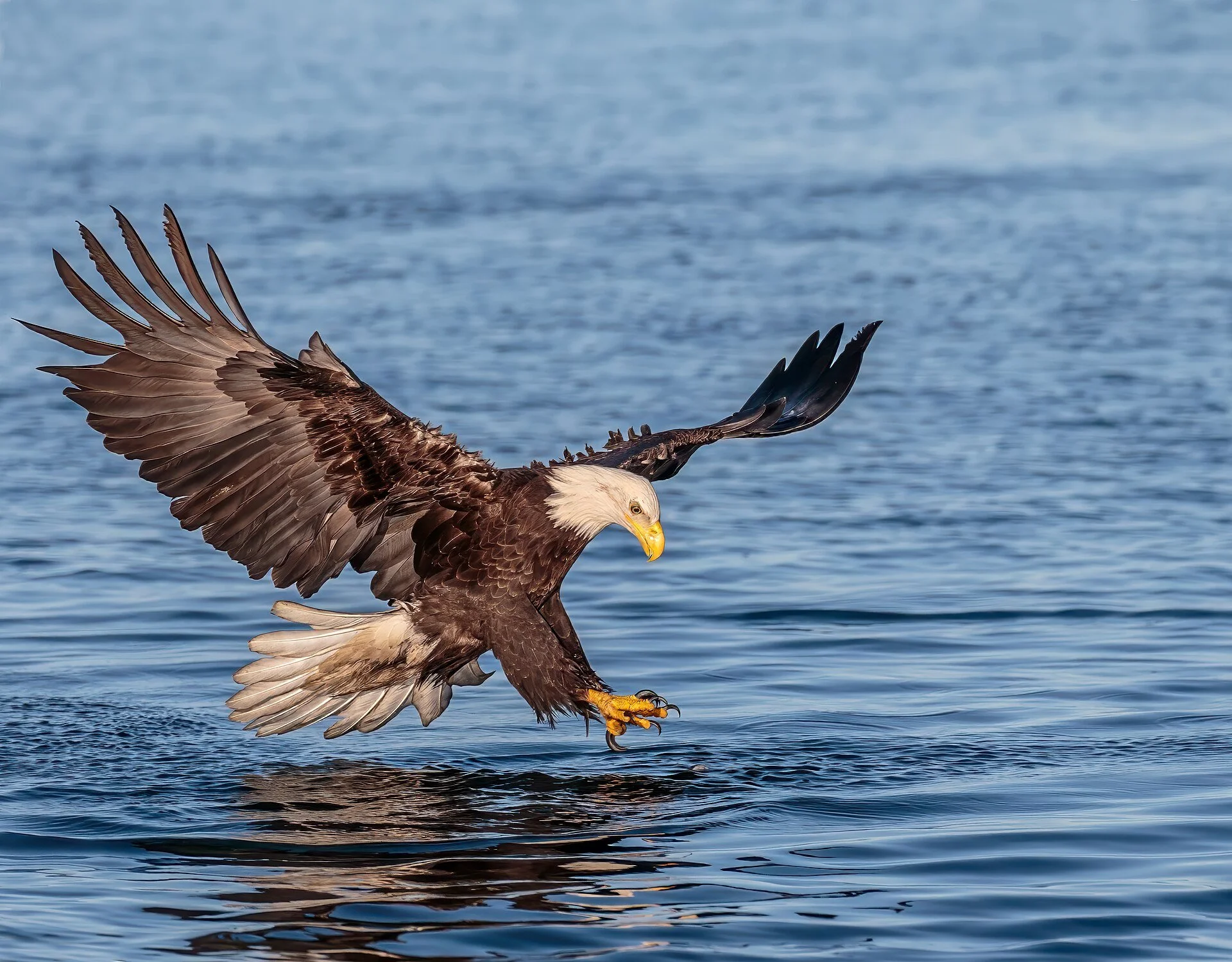 The law that saved the bald eagle is being gutted