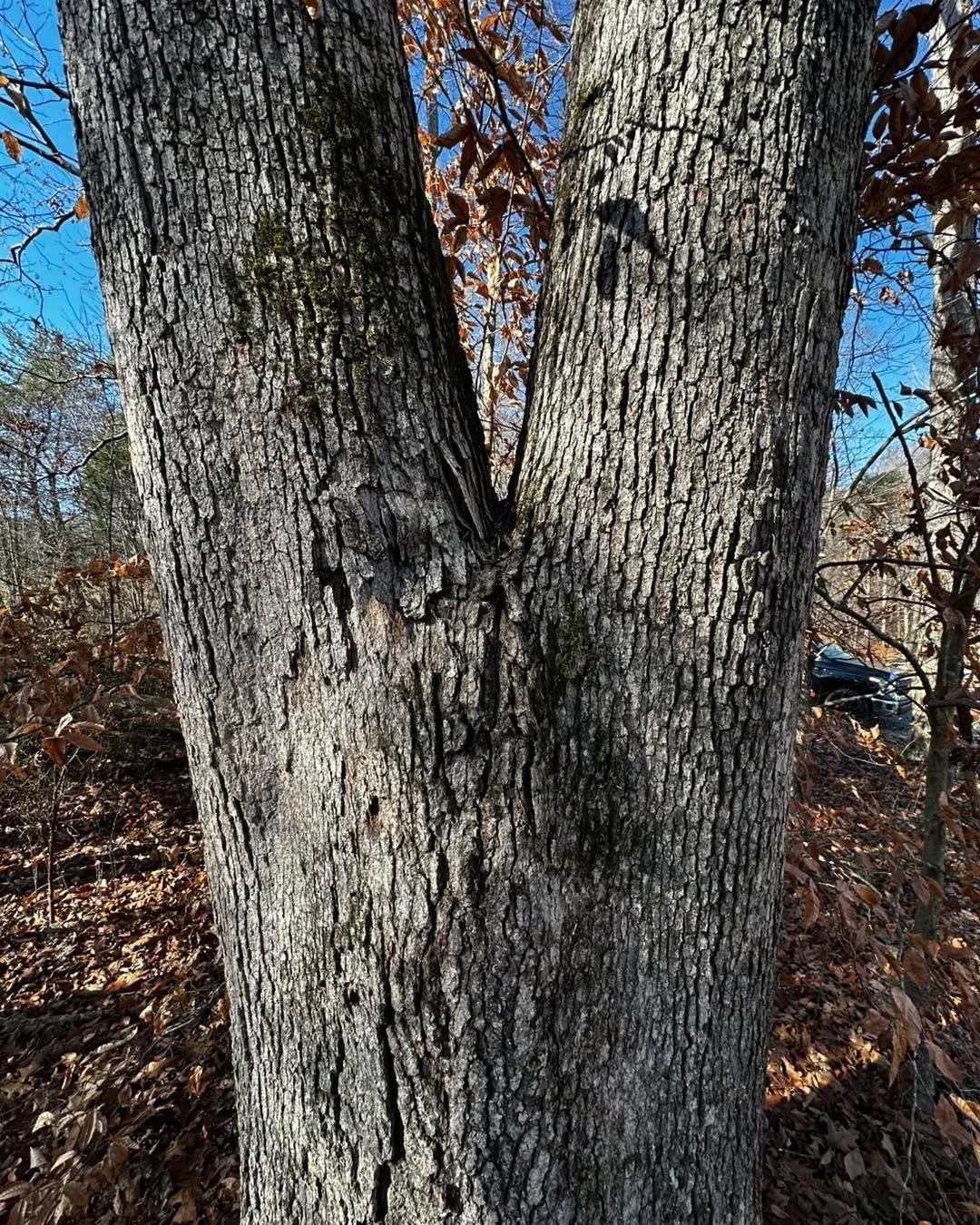 Did you know?
A tight V-shaped trunk holds water, freezes, and can split &mdash; especially in winter.