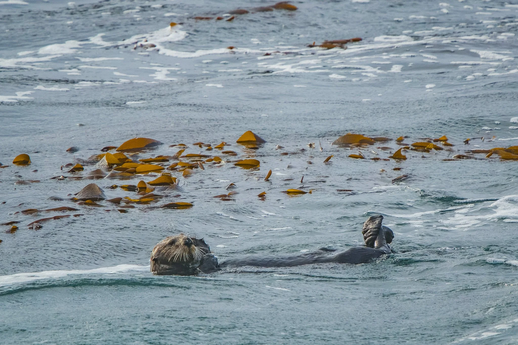 A sea otter floating in the ocean among seaweed