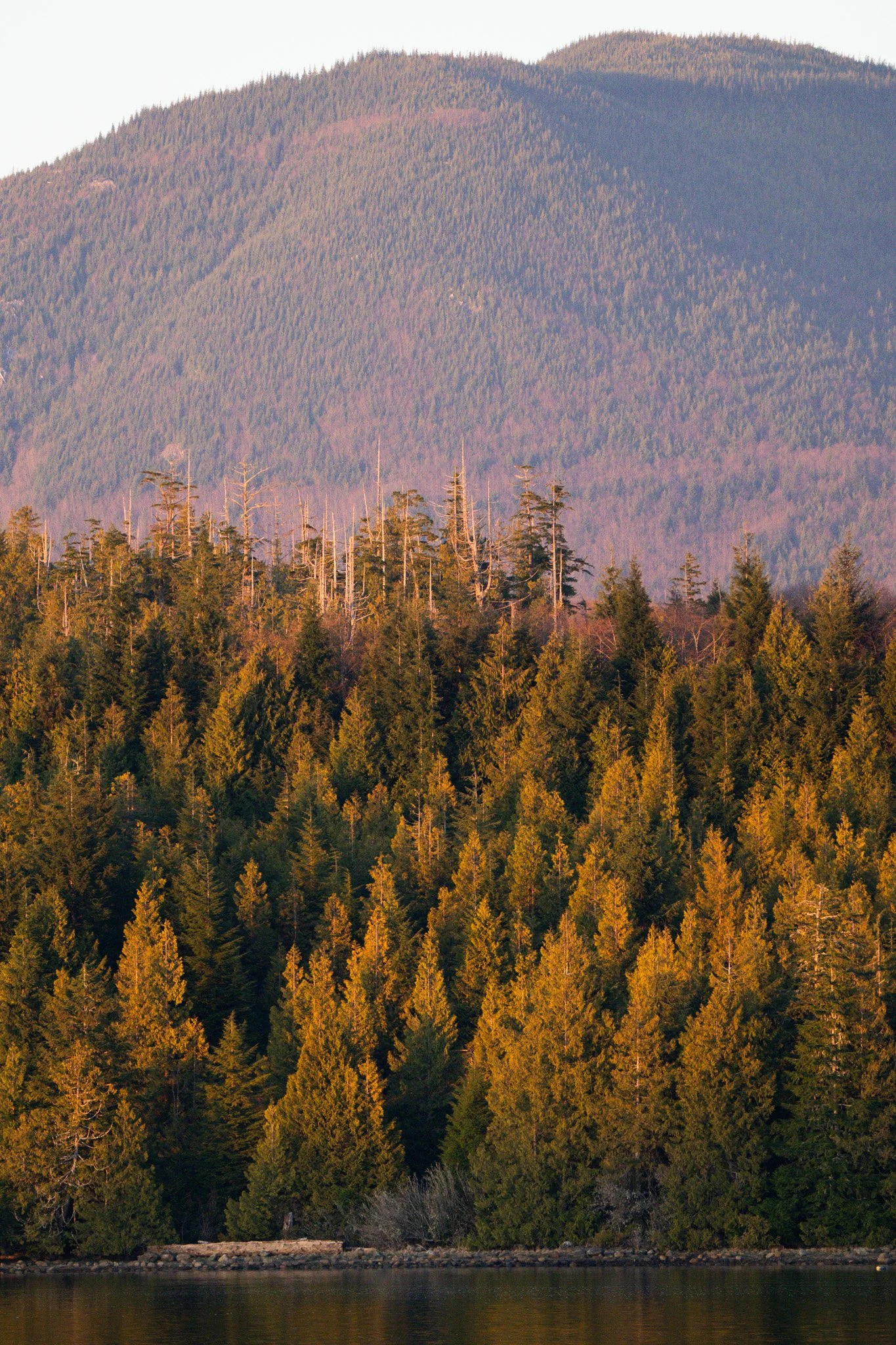 A scenic view of a forested mountain with a body of water in the foreground, showcasing layered trees and greenery.