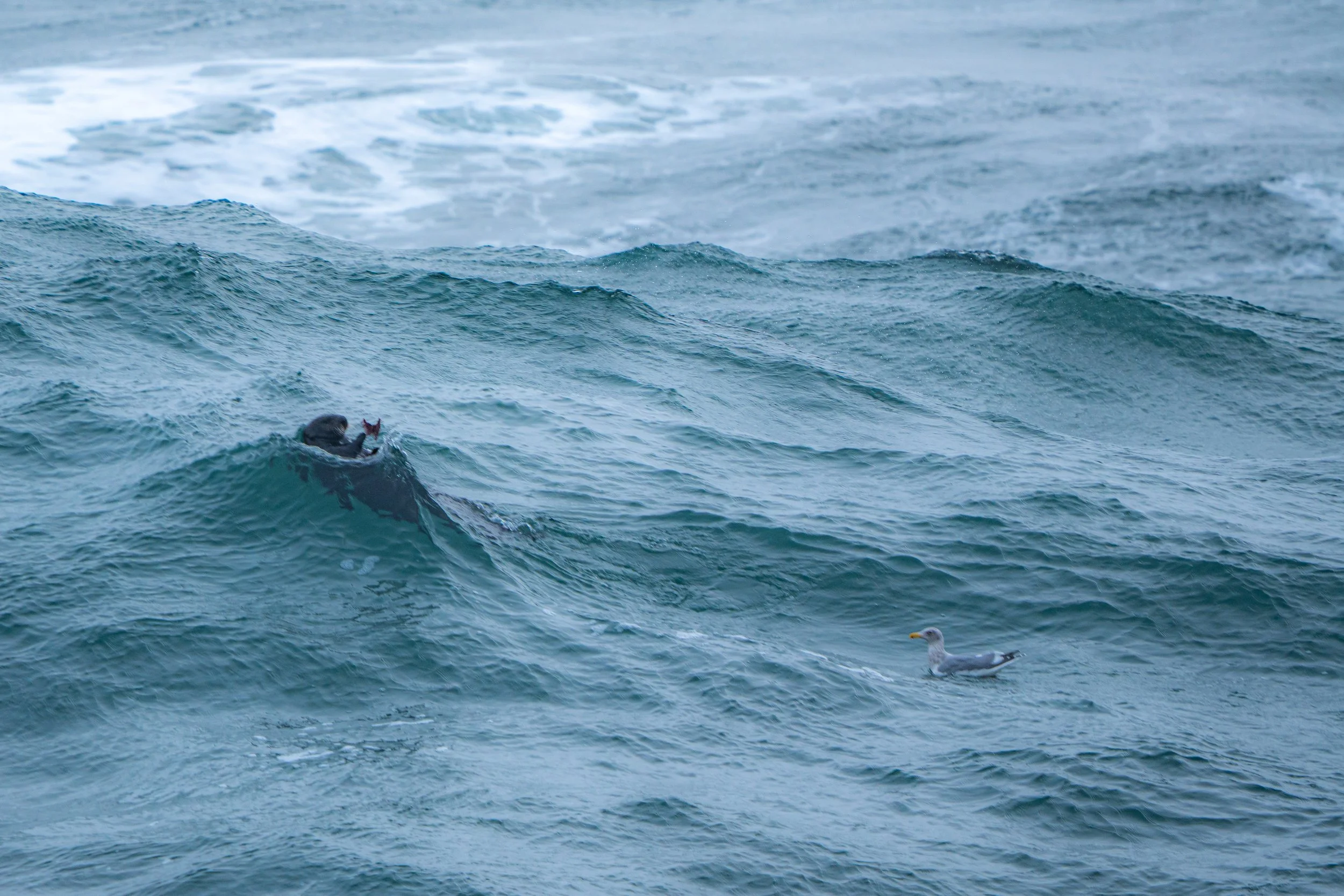 A person in the ocean swimming near a seagull amidst waves.