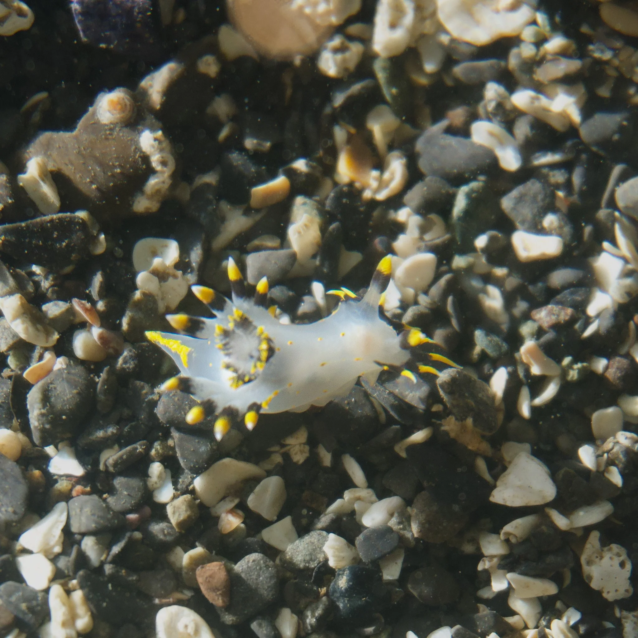 tricoloured-polycera.jpg