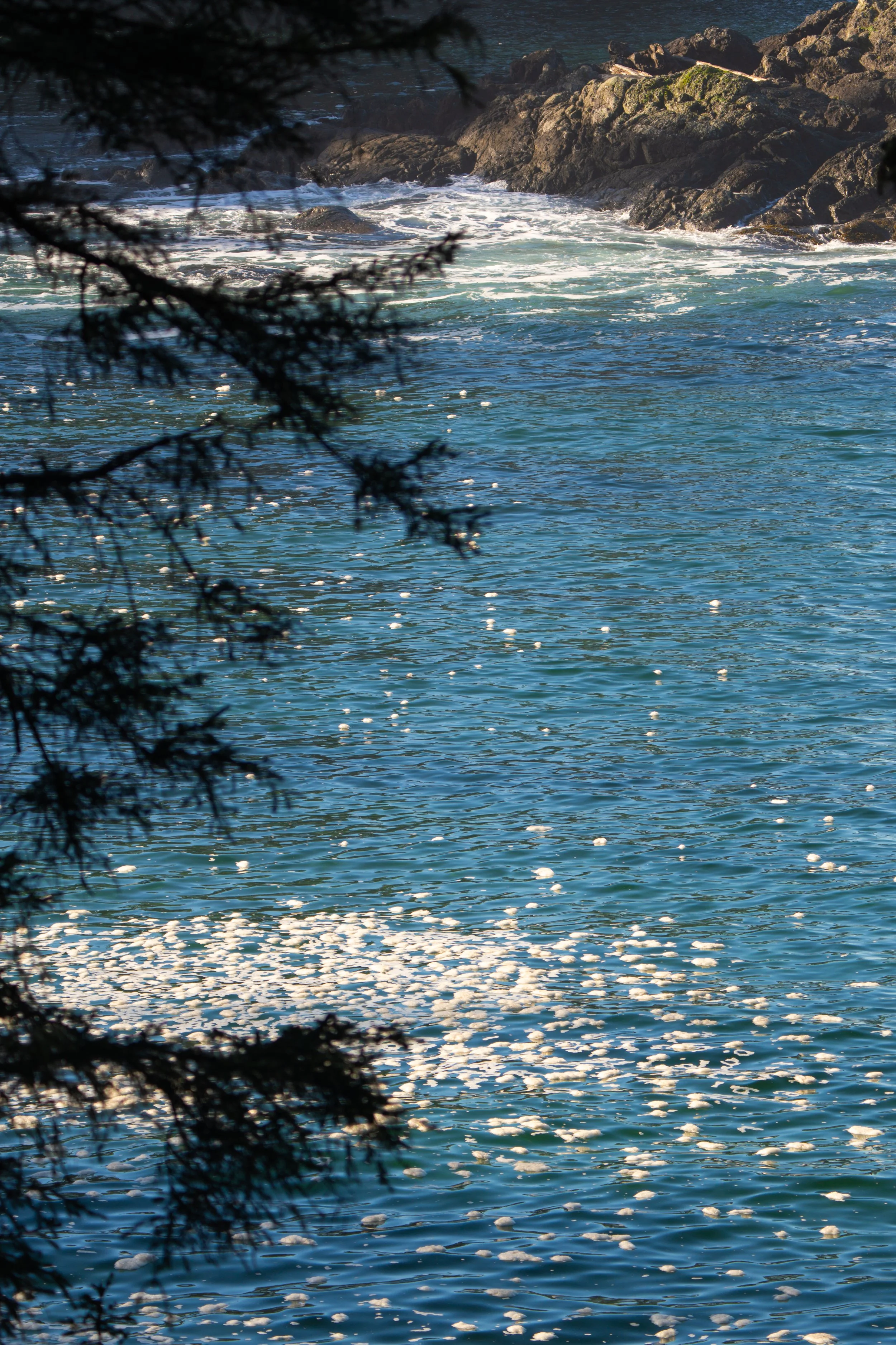 A view of the ocean through pine branches with rocky coastline in the background.