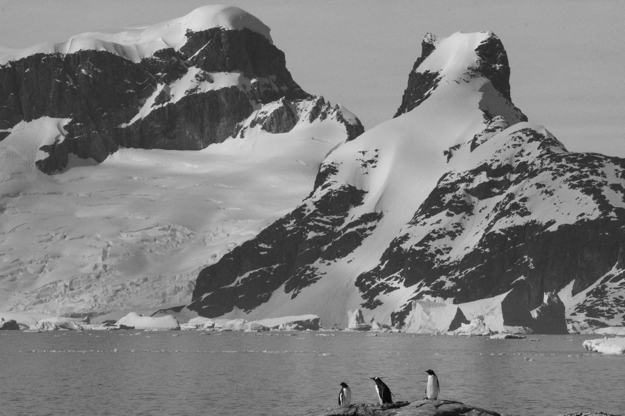 Three penguins standing on a rock near the icy shoreline with snow-covered mountains in the background.