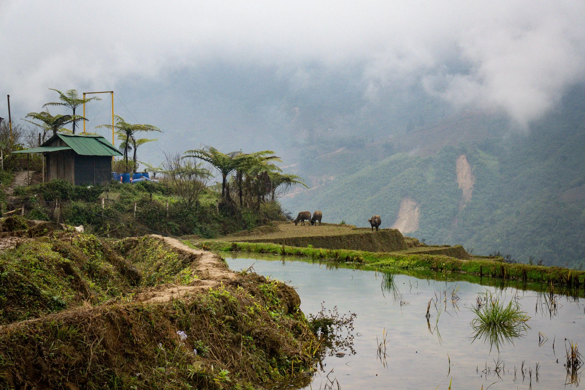 Terraced rice fields with three buffalo grazing, small hut with green roof, trees, misty mountains in the background.