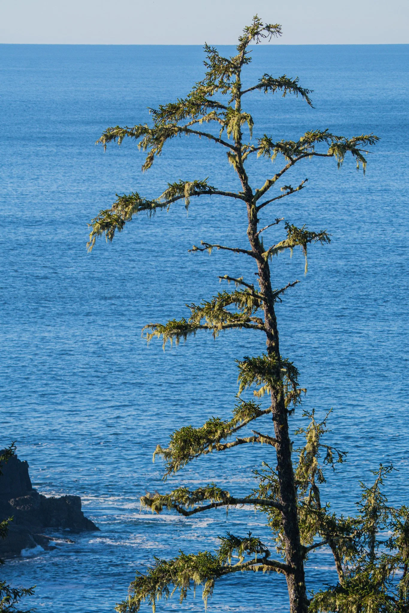 A lone tree covered with moss standing on a cliff against a background of the blue ocean and sky.
