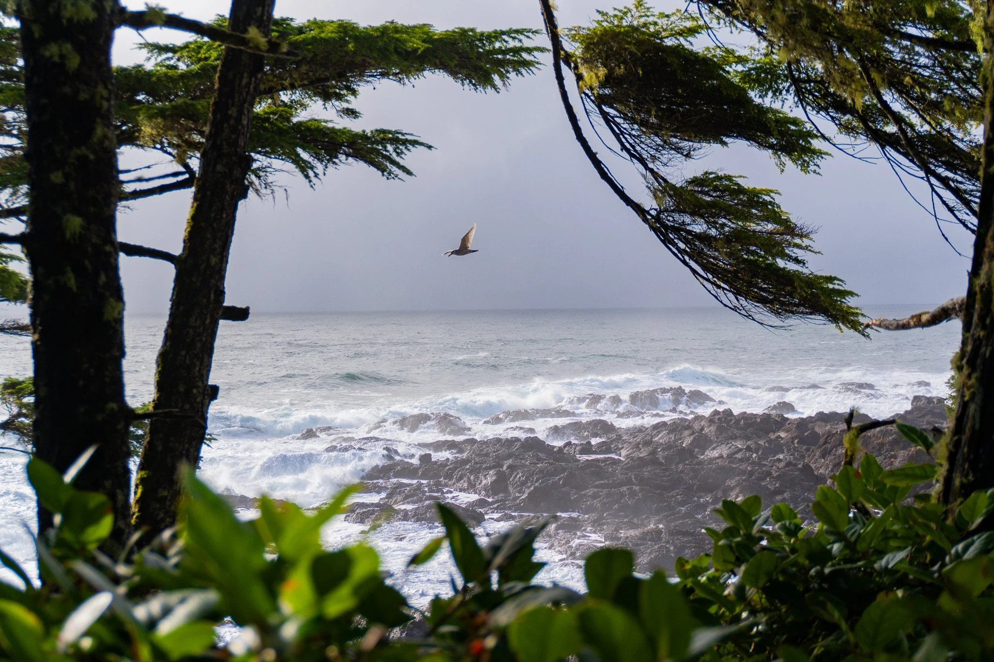 View of the ocean with waves crashing against rocks, framed by green trees and bushes in the foreground, with a seagull flying in the cloudy sky.