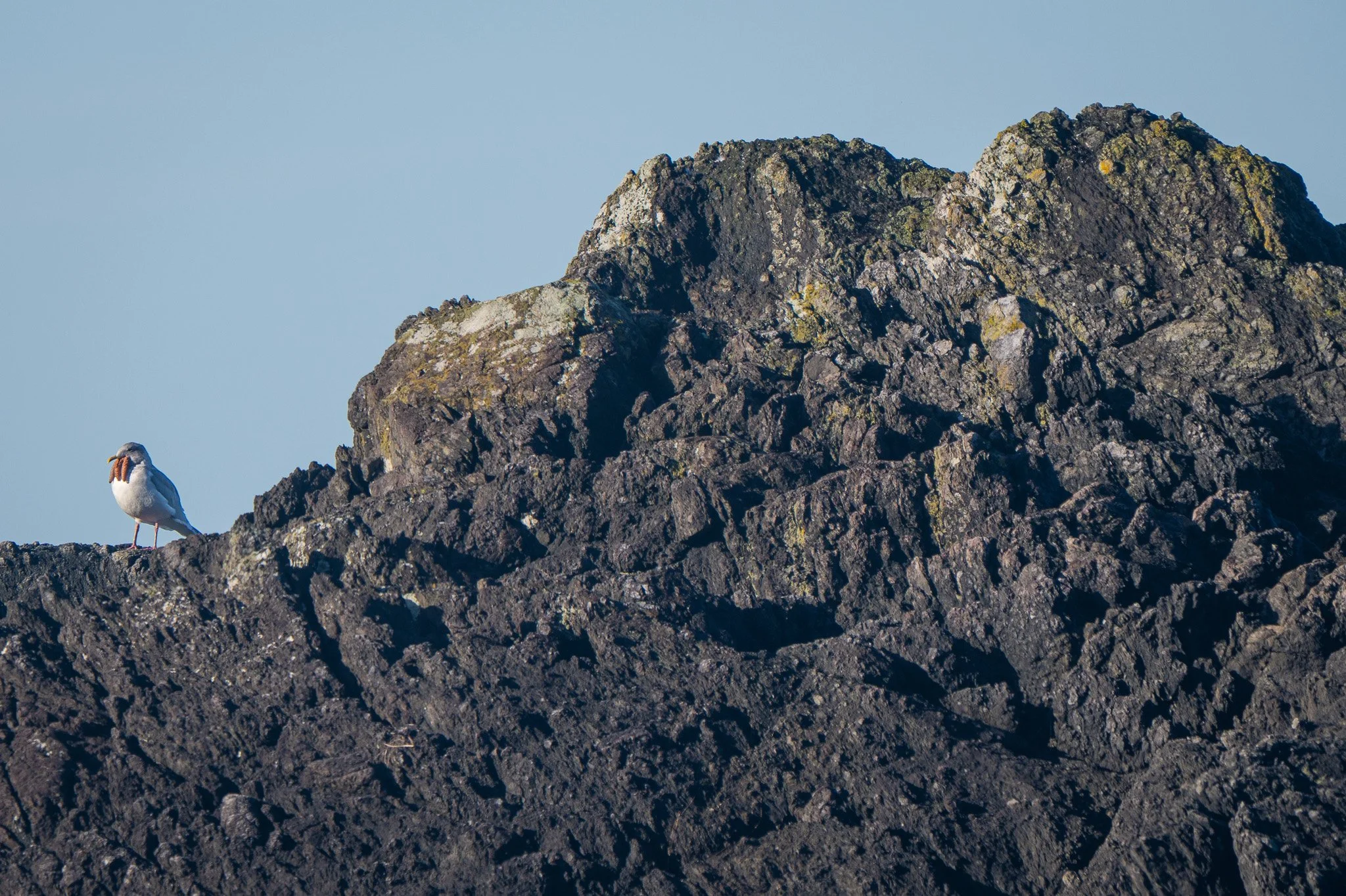A rocky coastline with dark volcanic rocks and a seagull standing on a ledge, holding a sea star in its beak. The background features a clear blue sky.