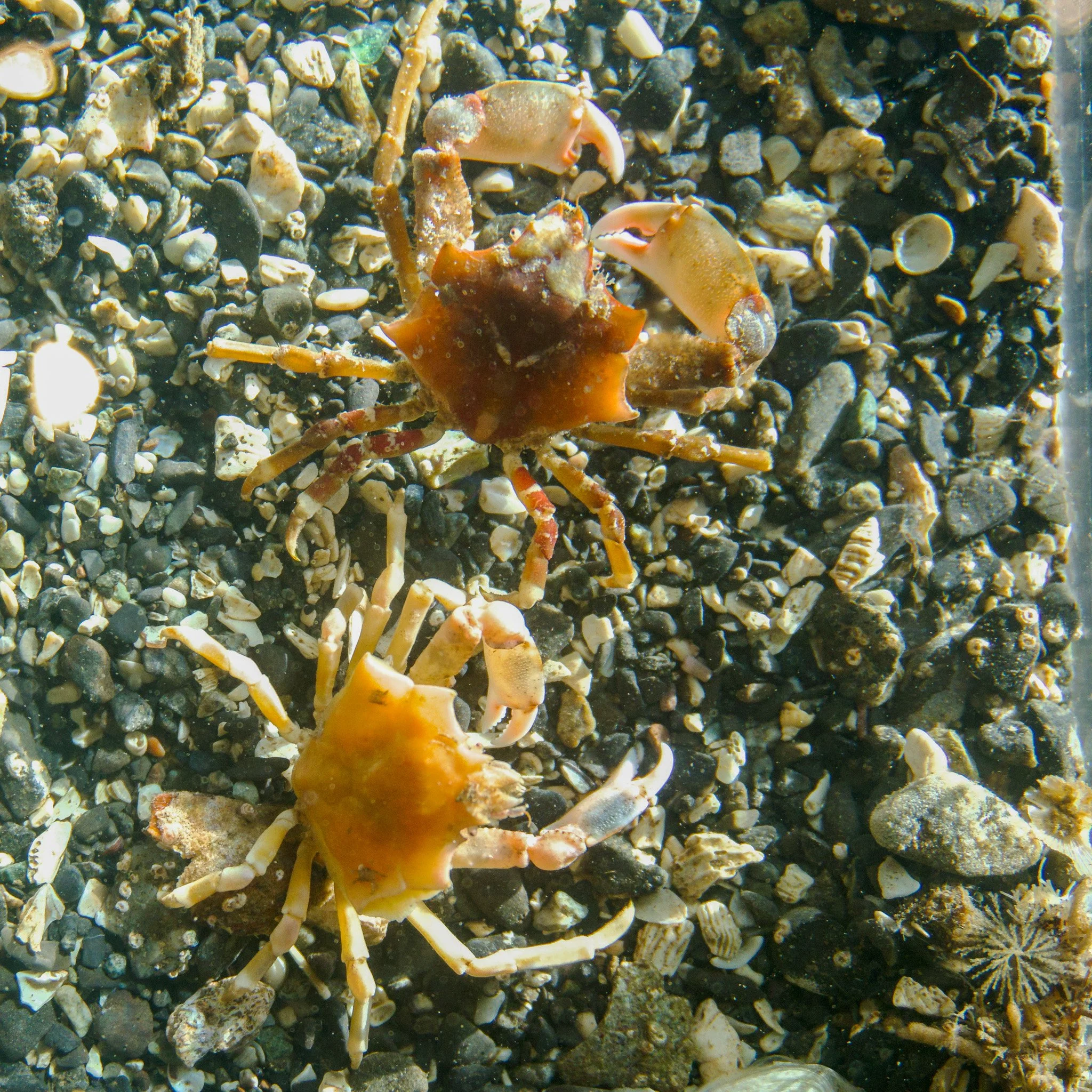 foliate-crab.jpg