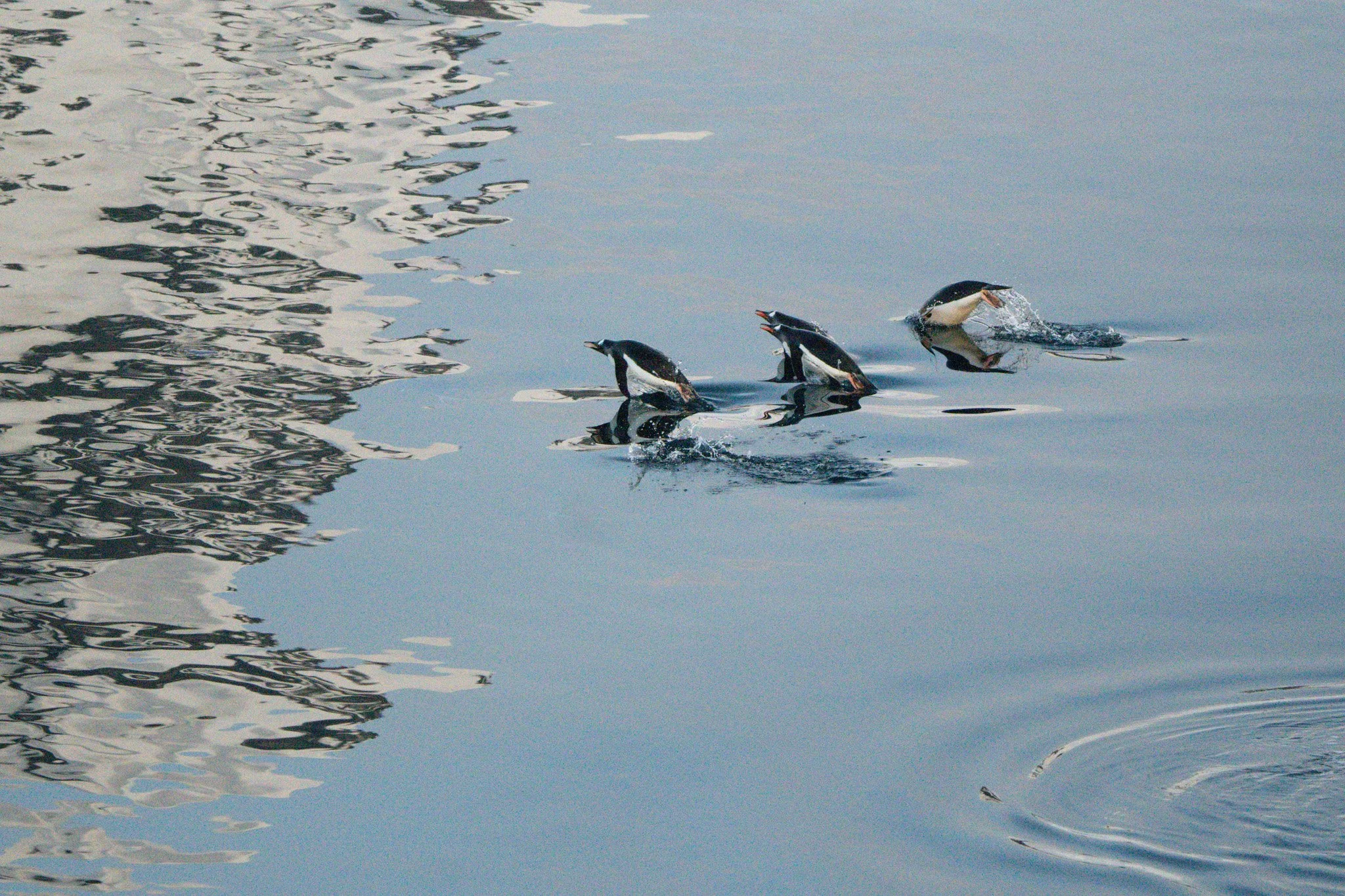 Three penguins swimming in the water