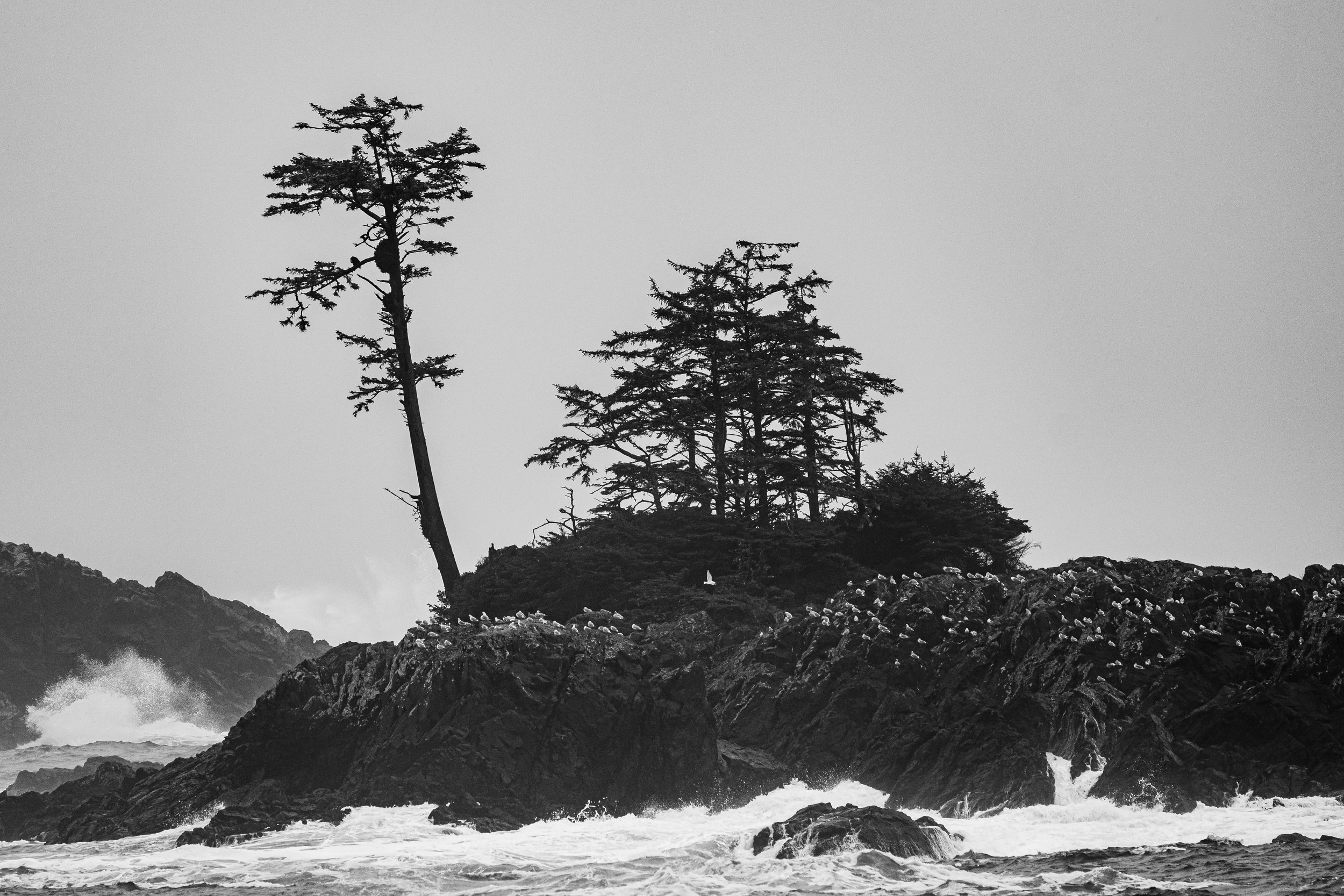 Black and white photo of rocky shoreline with waves crashing, small island with tall trees, including one leaning tree, in the background.