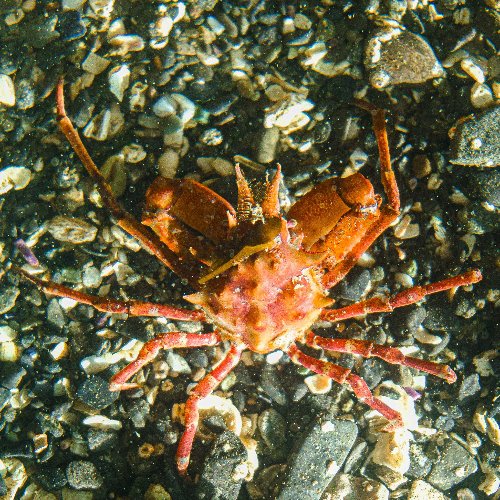 cryptic-kelp-crab.jpg