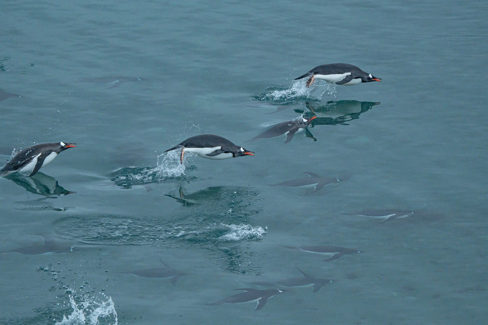 Three penguins are jumping out of the water, with several penguins visible below the surface.