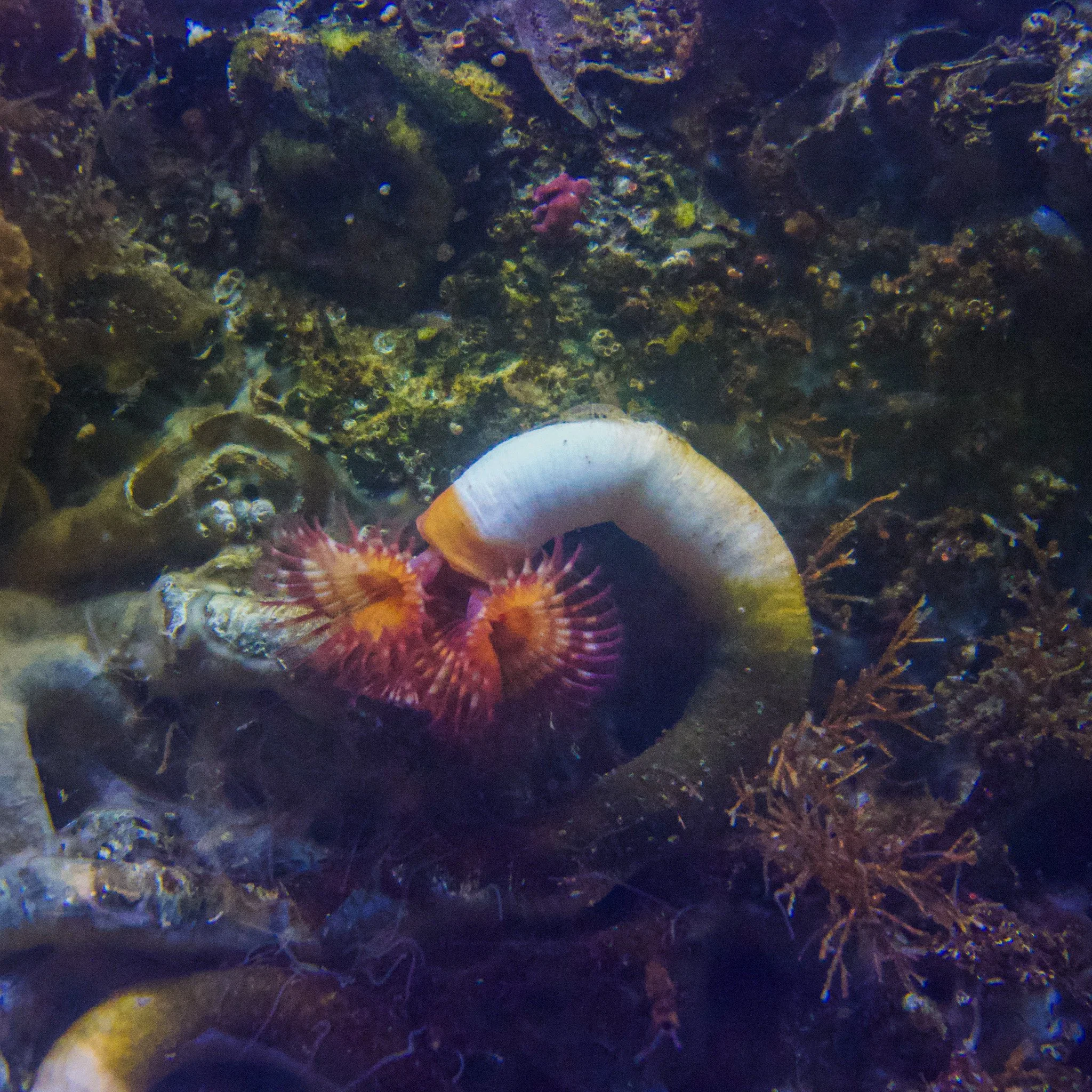 calcareous-tubeworm.jpg