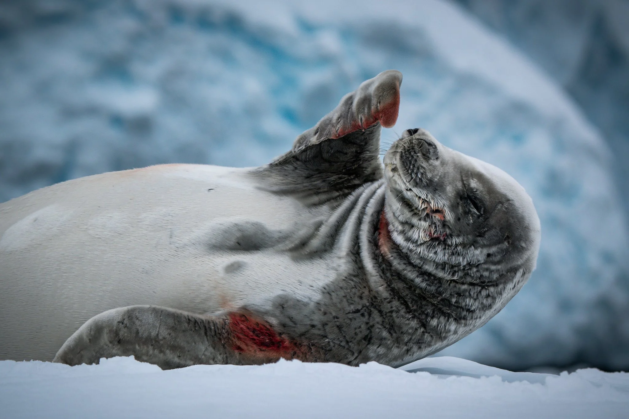 A dead or injured gray seal lying on snow with visible wounds and blood on its neck and flipper, against a blurred icy background.
