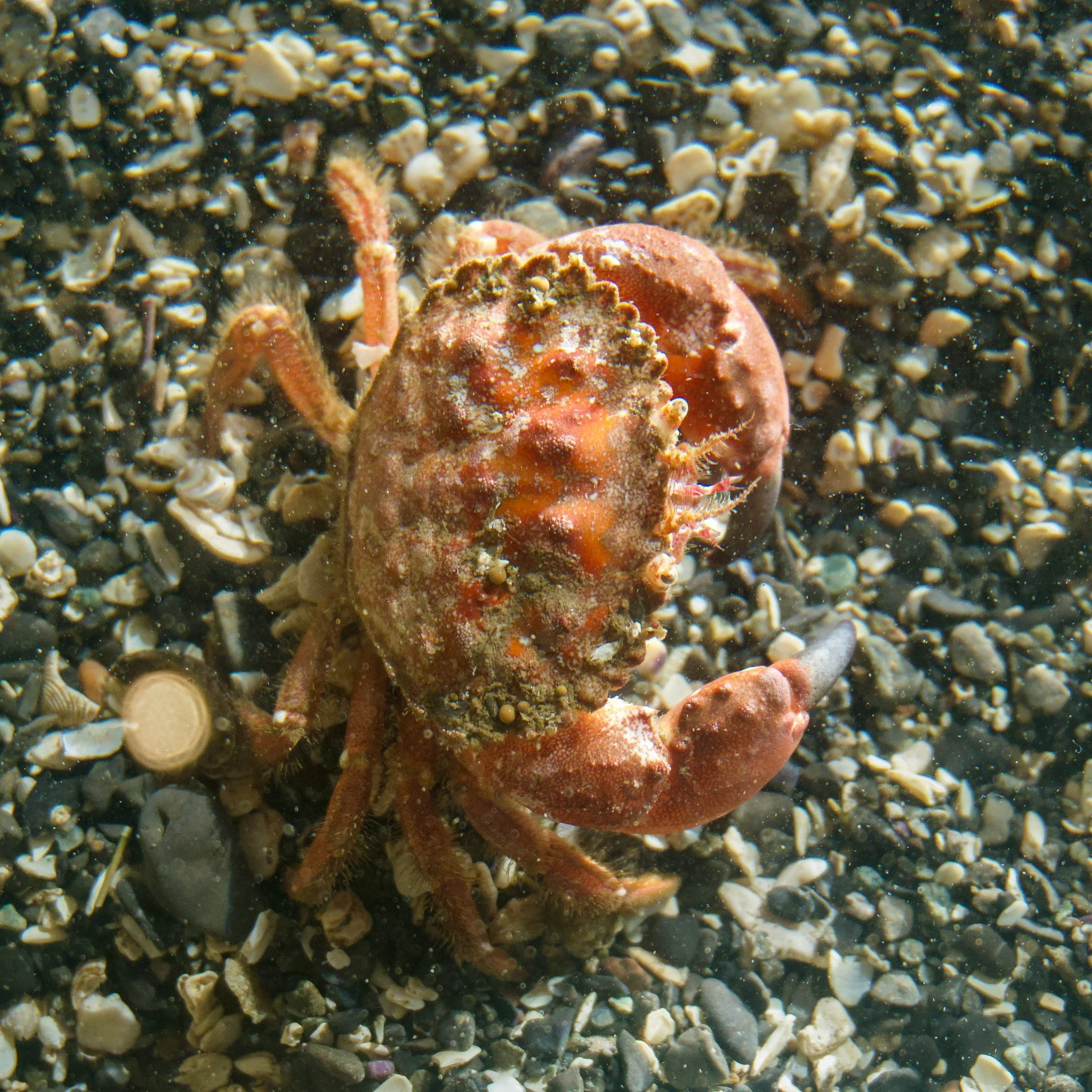 pygmy-rock-crab.jpg