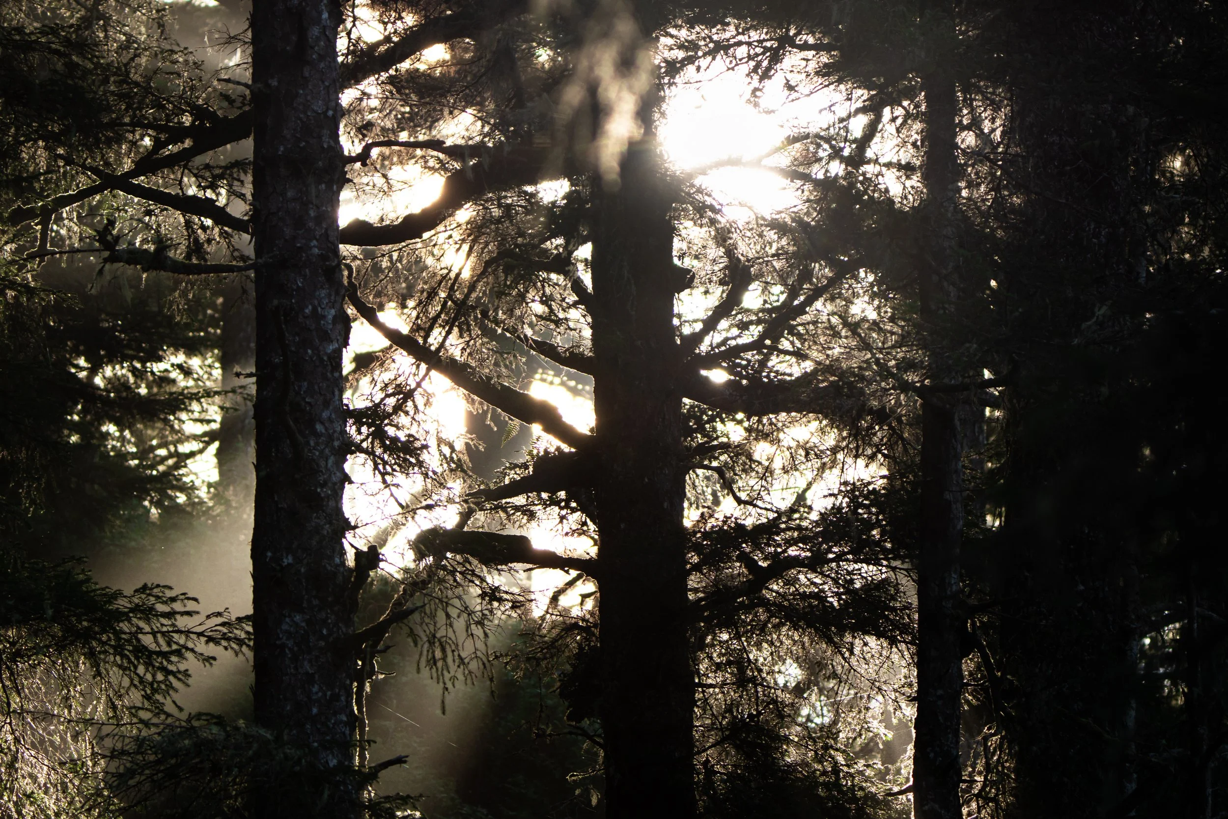 Sunlight filters through the dense canopy of tall pine trees in a forest, creating bright patches and casting shadows.