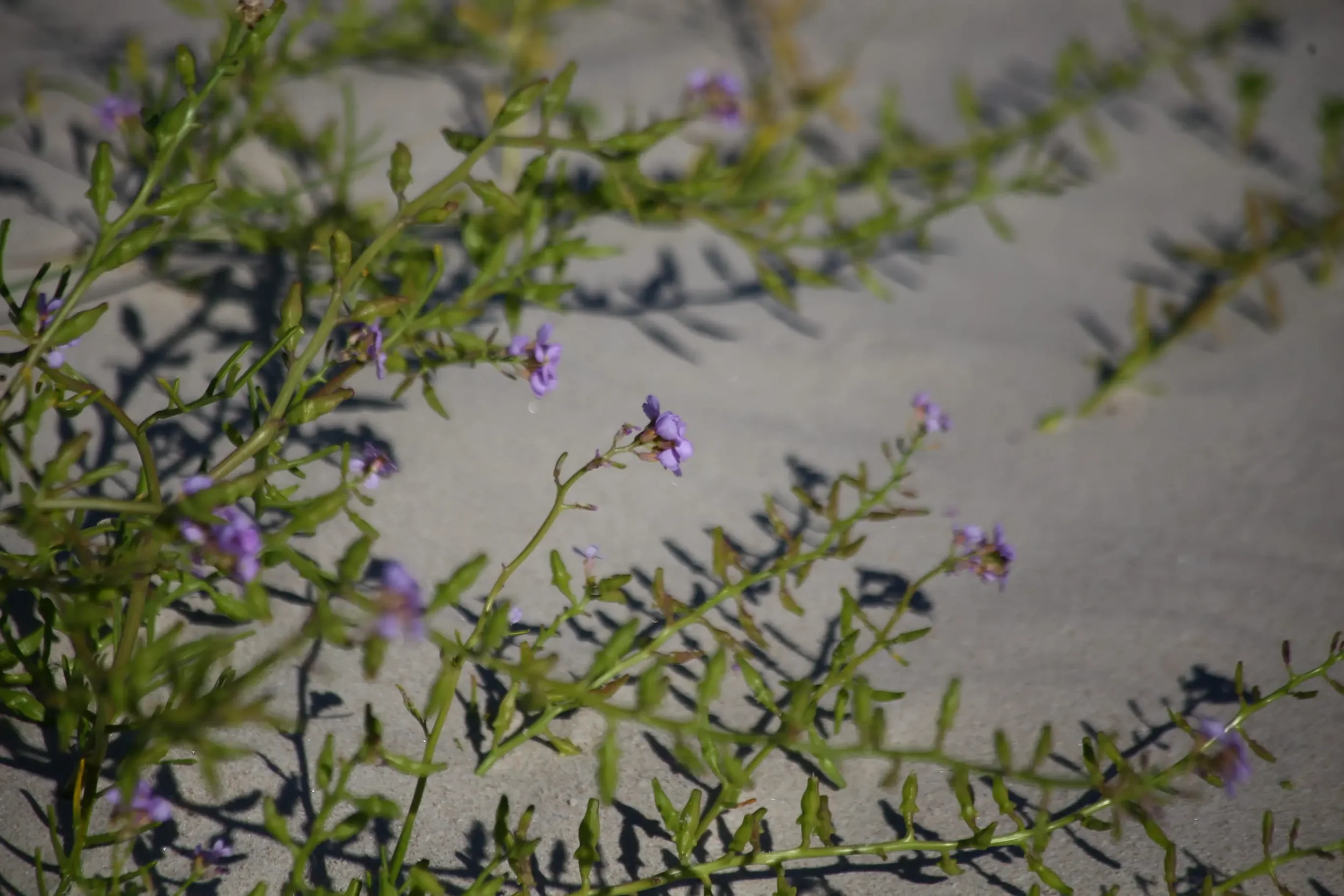 Žalias augalas su violetiniais žiedais smėlėtame paviršiuje